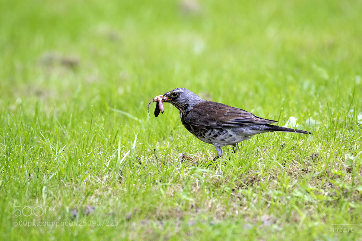 Nikon D5300 sample photo. 027 the fieldfare photography