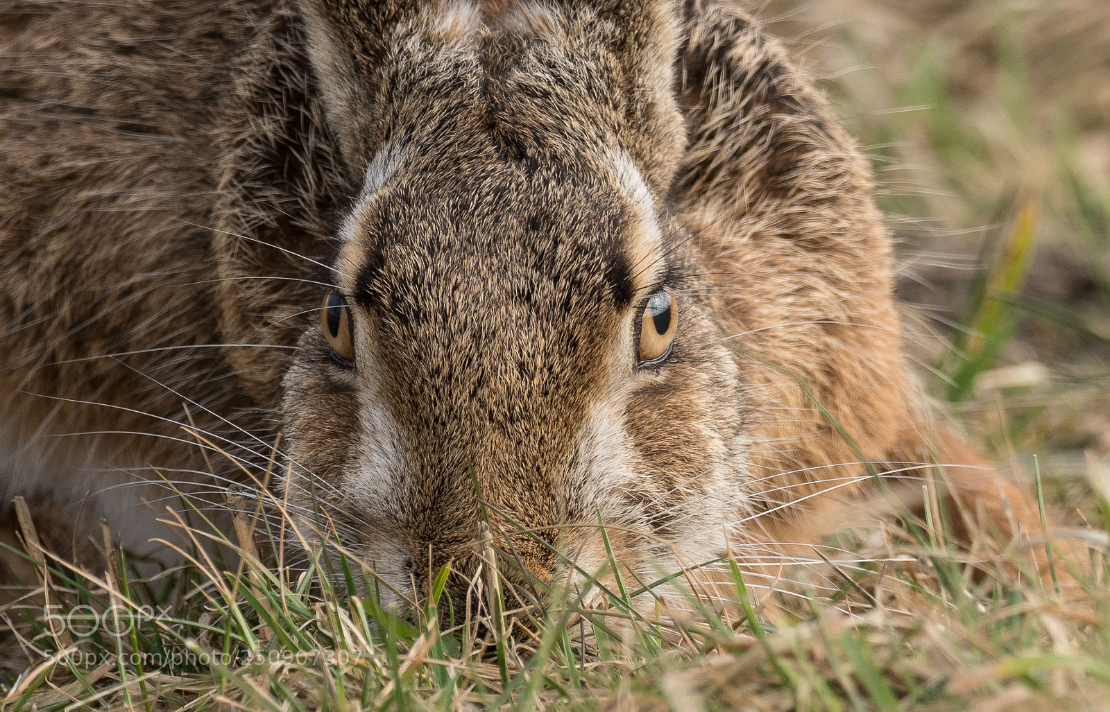 Olympus OM-D E-M1 Mark II sample photo. Easter bunny photography
