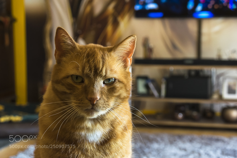 Nikon D5300 sample photo. The general photography