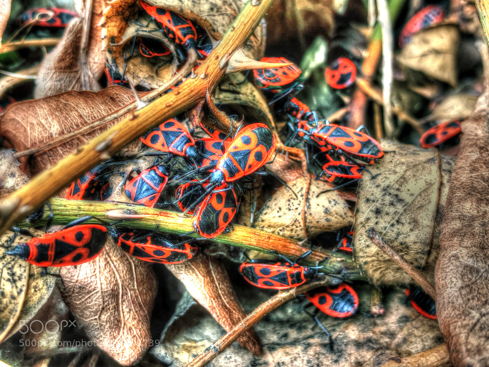 Apple iPhone 7 Plus sample photo. Pyrrhocoris apterus photography