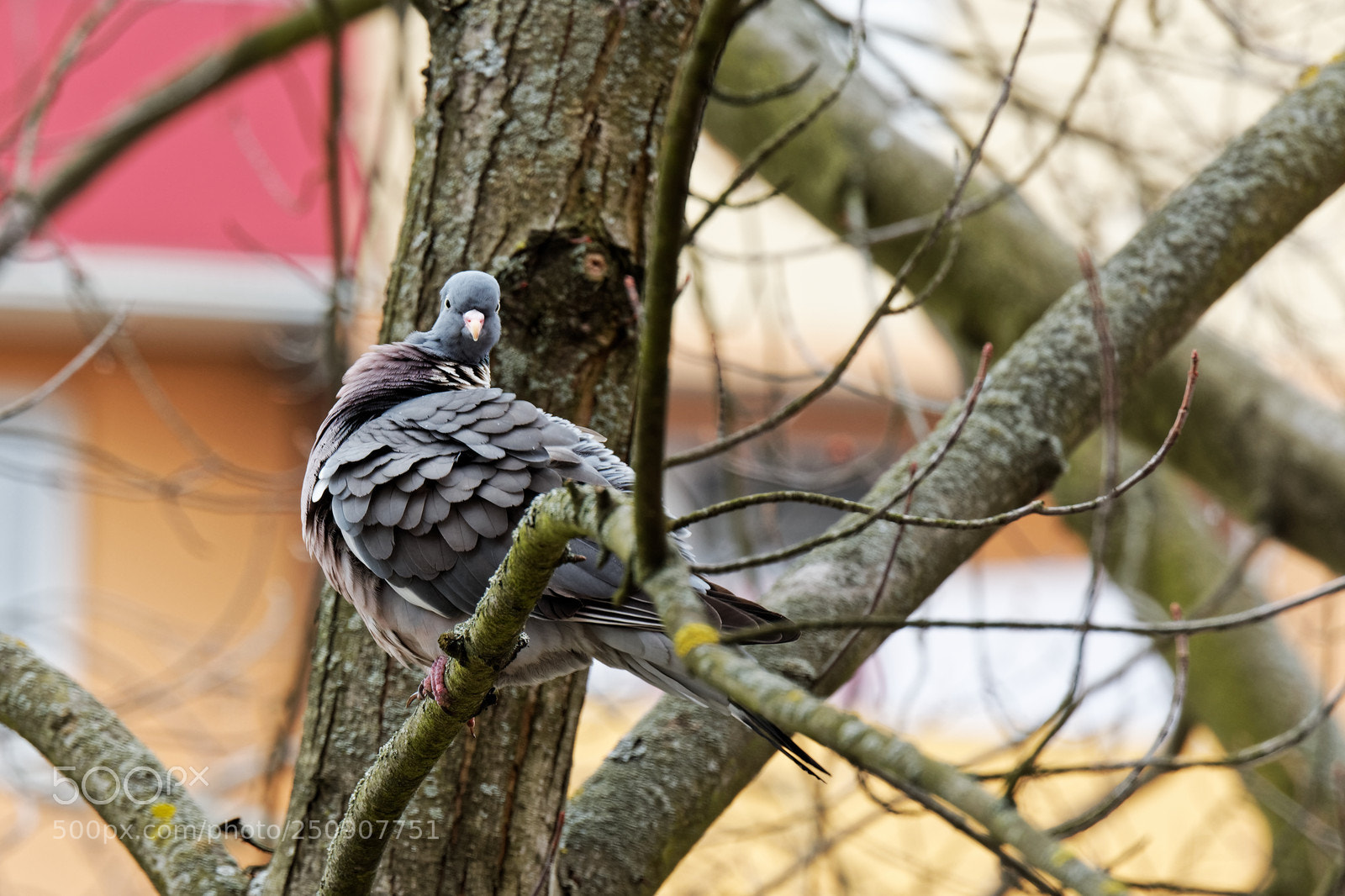 Canon EOS 70D sample photo. Holub hrivnák photography