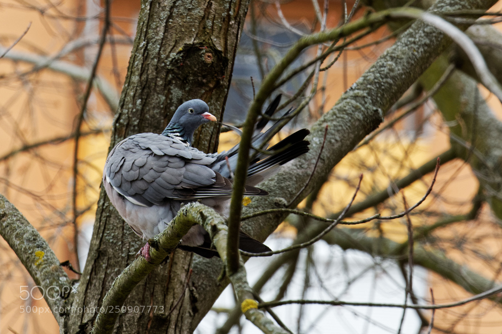 Canon EOS 70D sample photo. Holub hrivnák photography