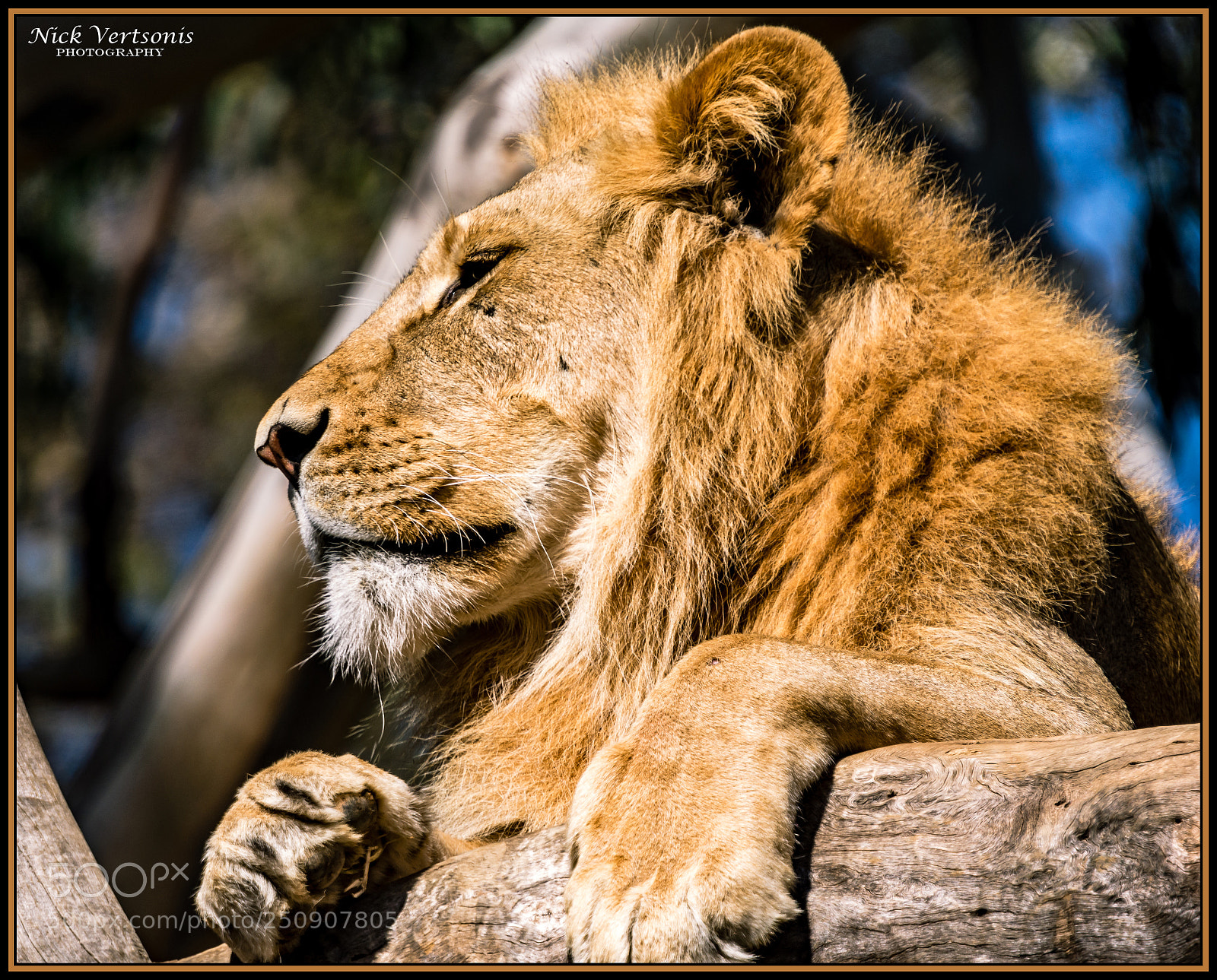 Nikon D7200 sample photo. The king on his photography