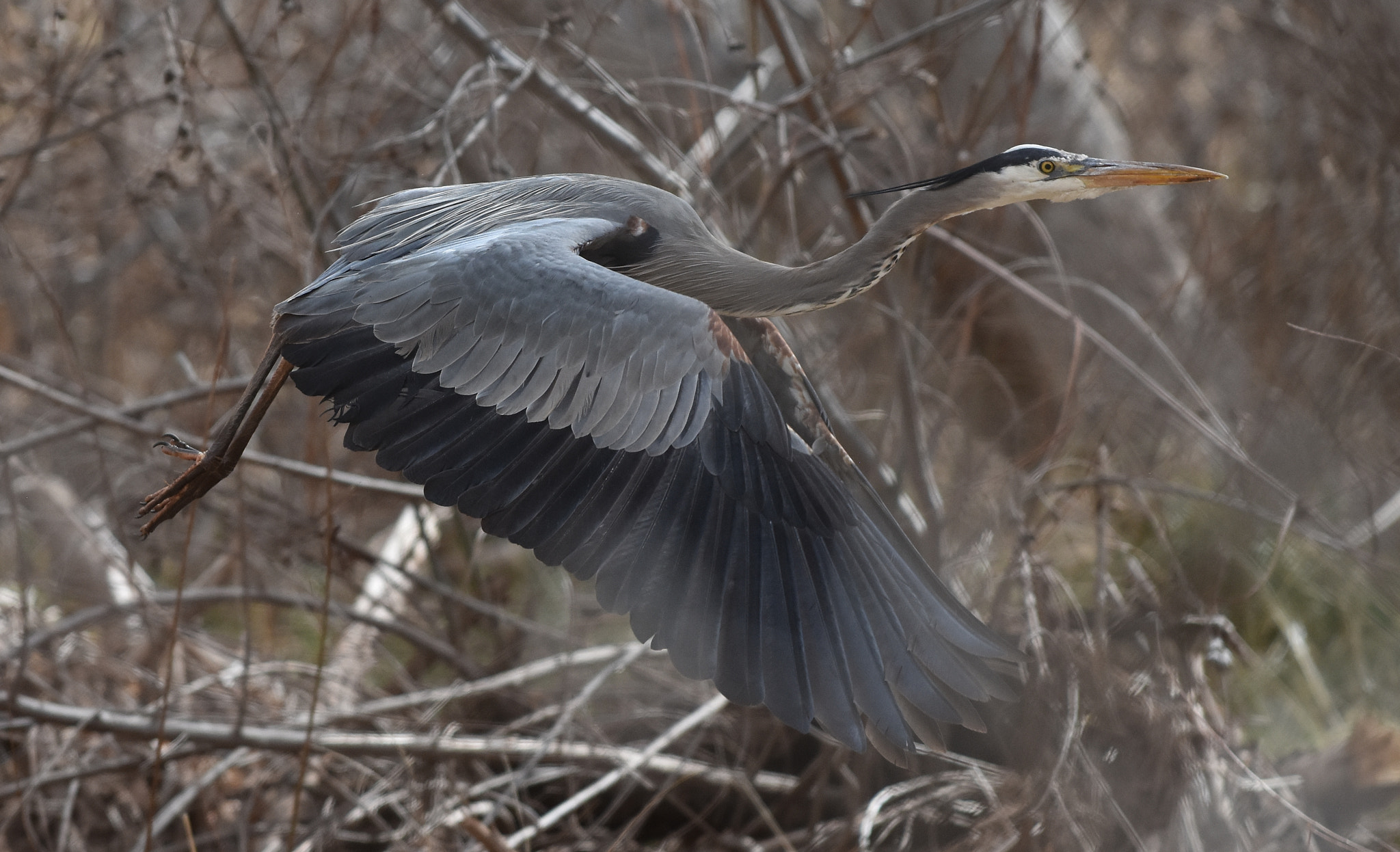 Nikon AF-S Nikkor 70-200mm F4G ED VR sample photo. Great blue on the getaway photography