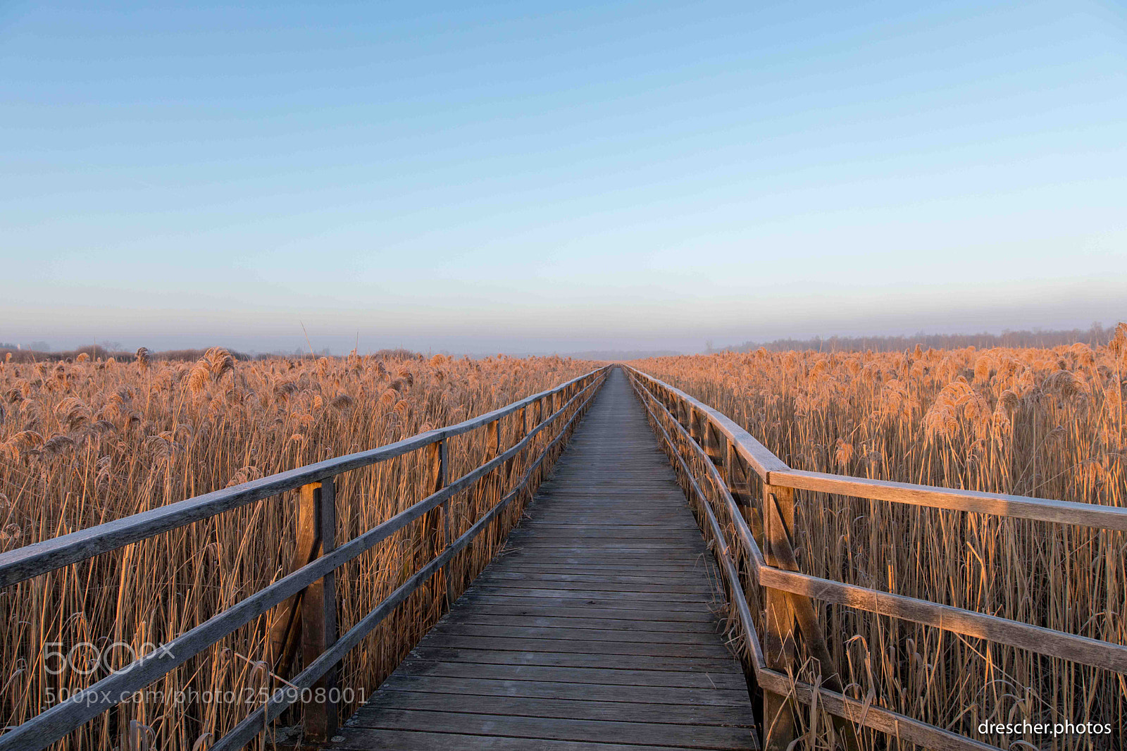 Canon EOS 5D Mark IV sample photo. Federsee, germany photography