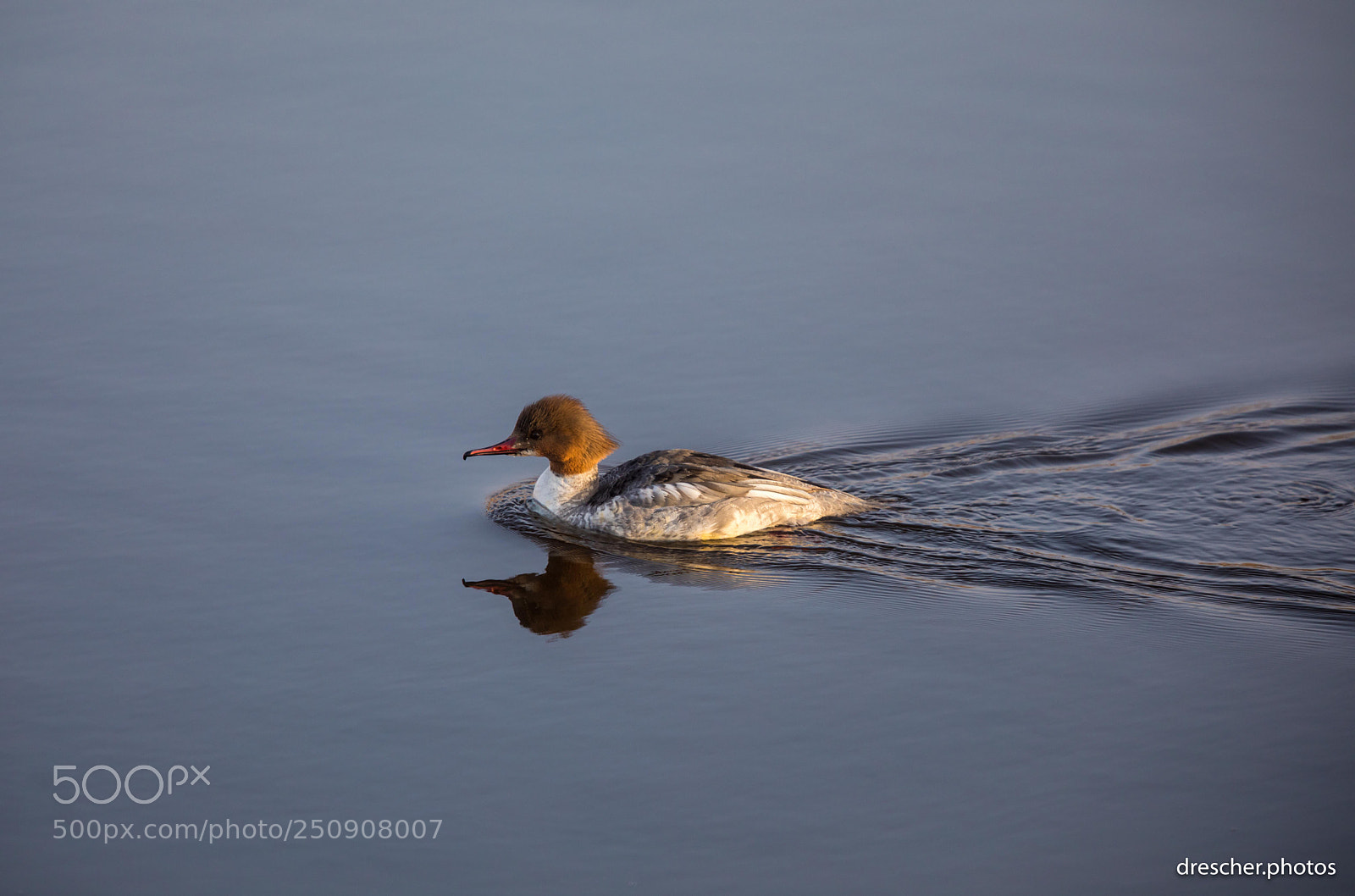 Canon EOS 5D Mark IV sample photo. Federsee, germany photography