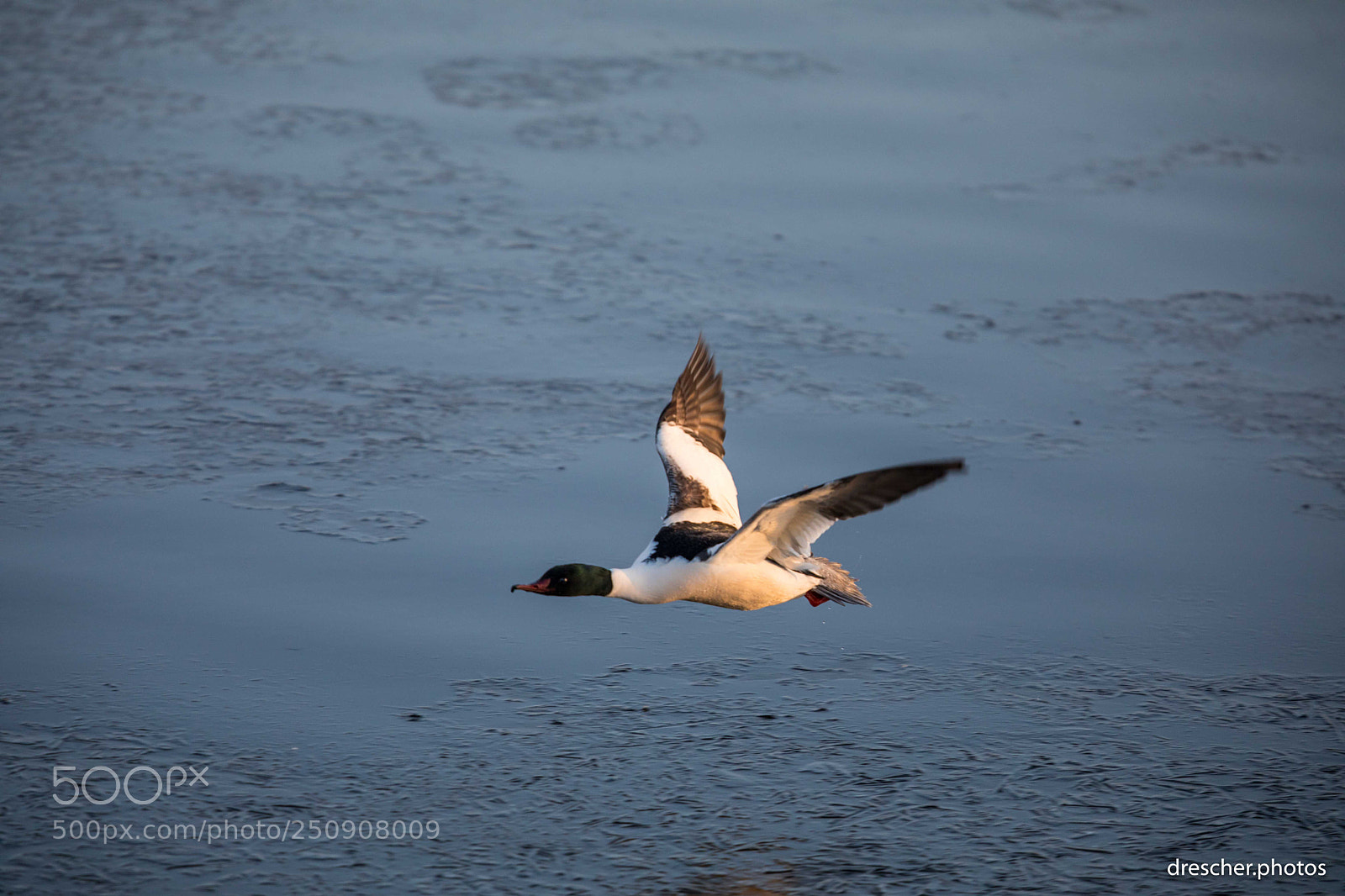 Canon EOS 5D Mark IV sample photo. Federsee, germany photography