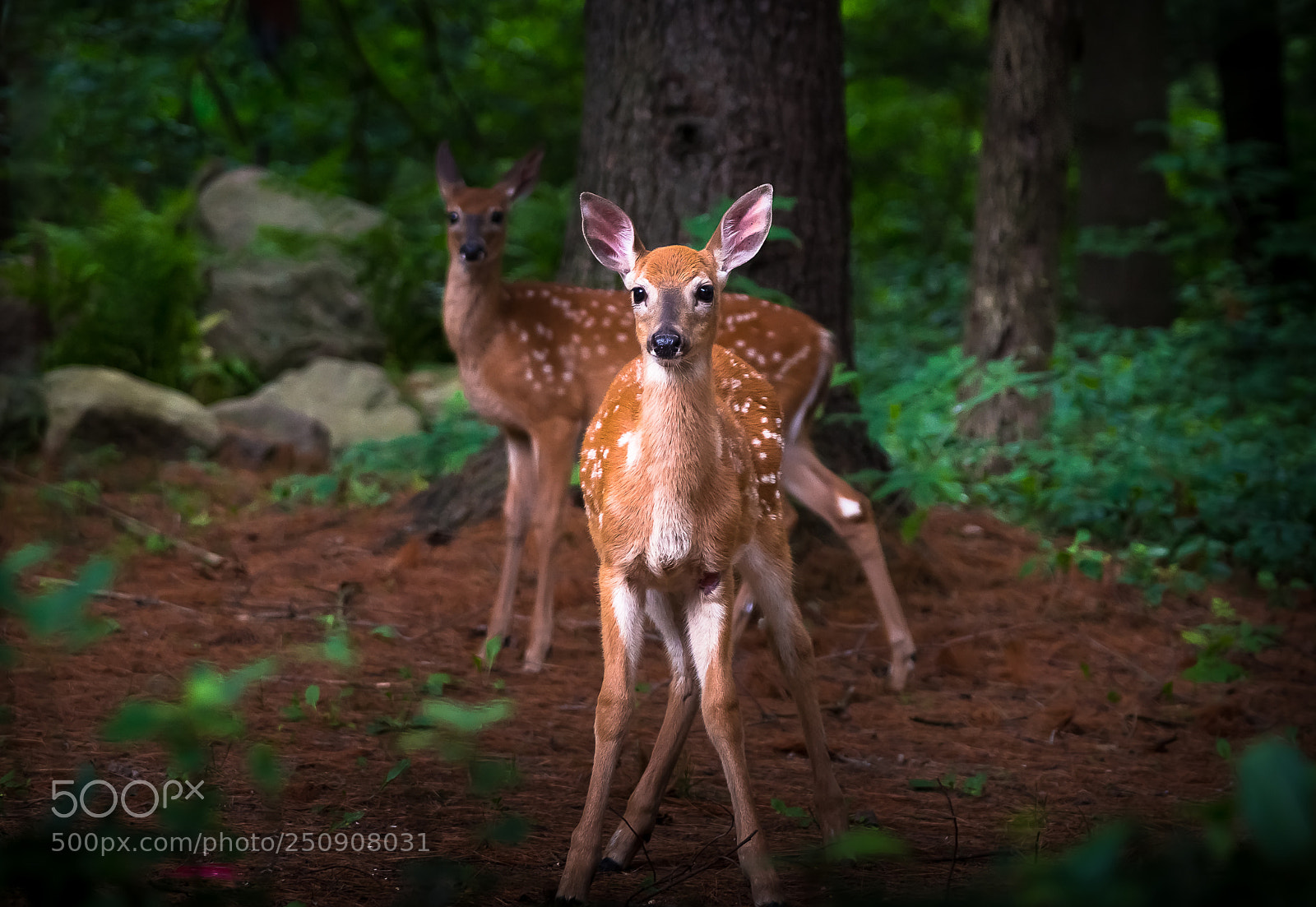 Sony a99 II sample photo. Two fawns photography