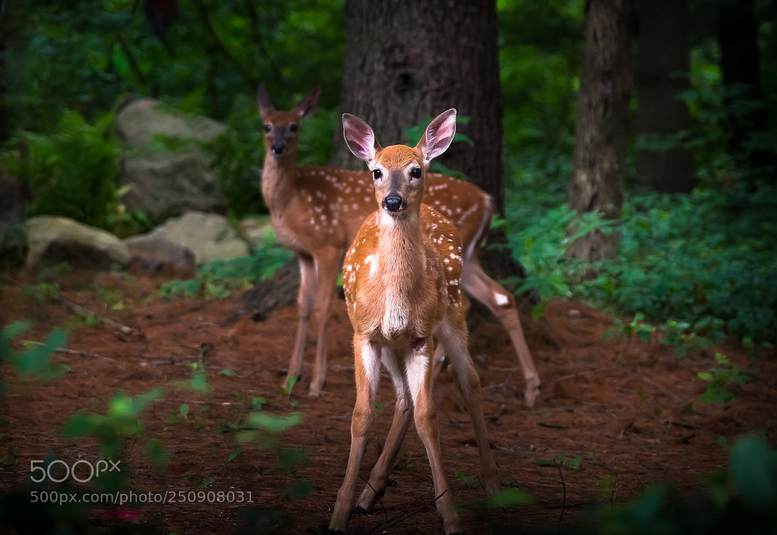 Sony SLT-A99V sample photo. Two fawns photography