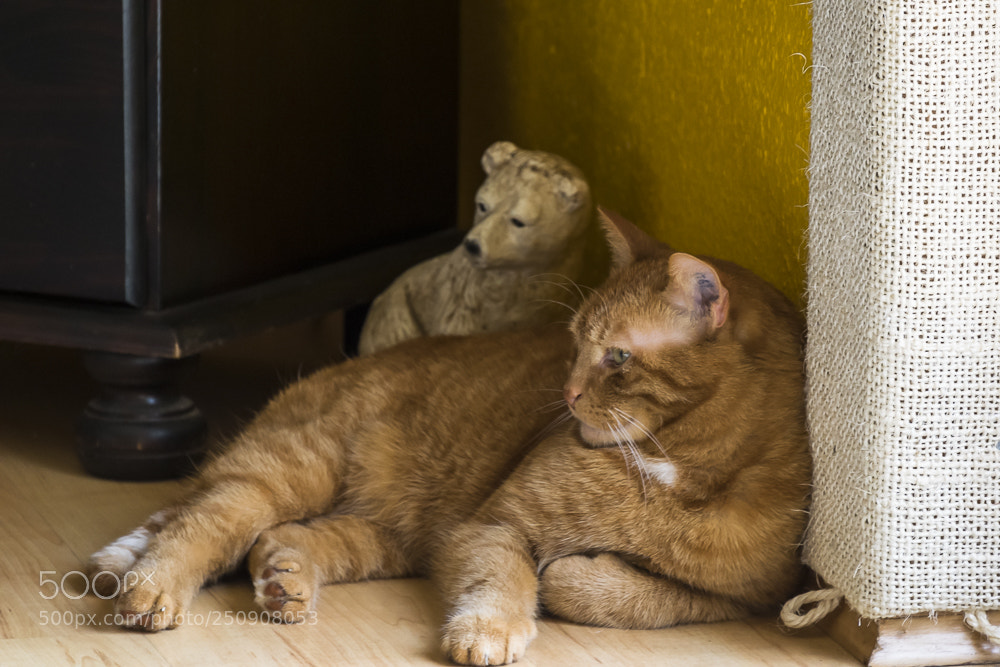 Nikon D5300 sample photo. The general photography