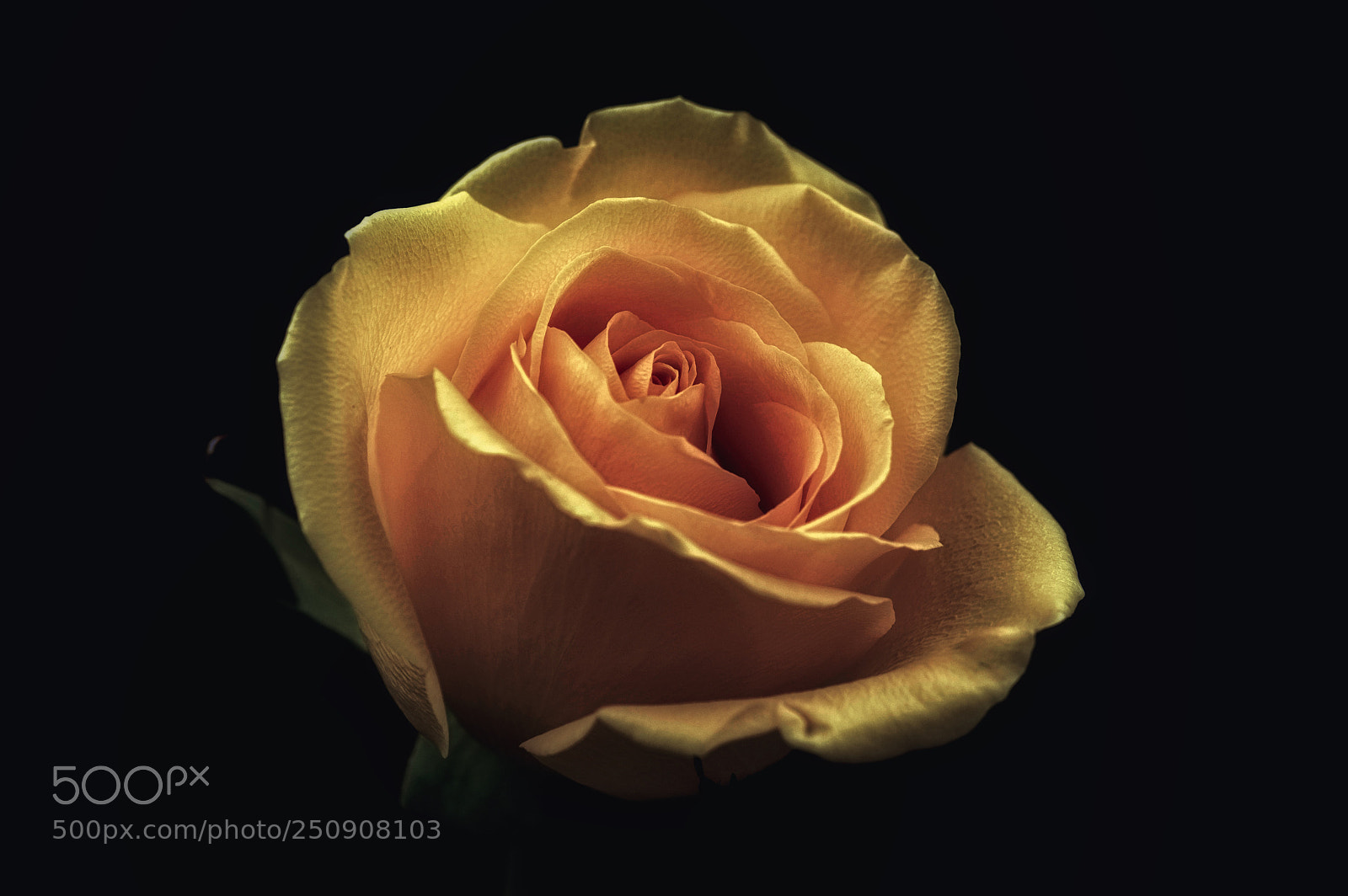 Pentax K-3 sample photo. "the hope of you" photography