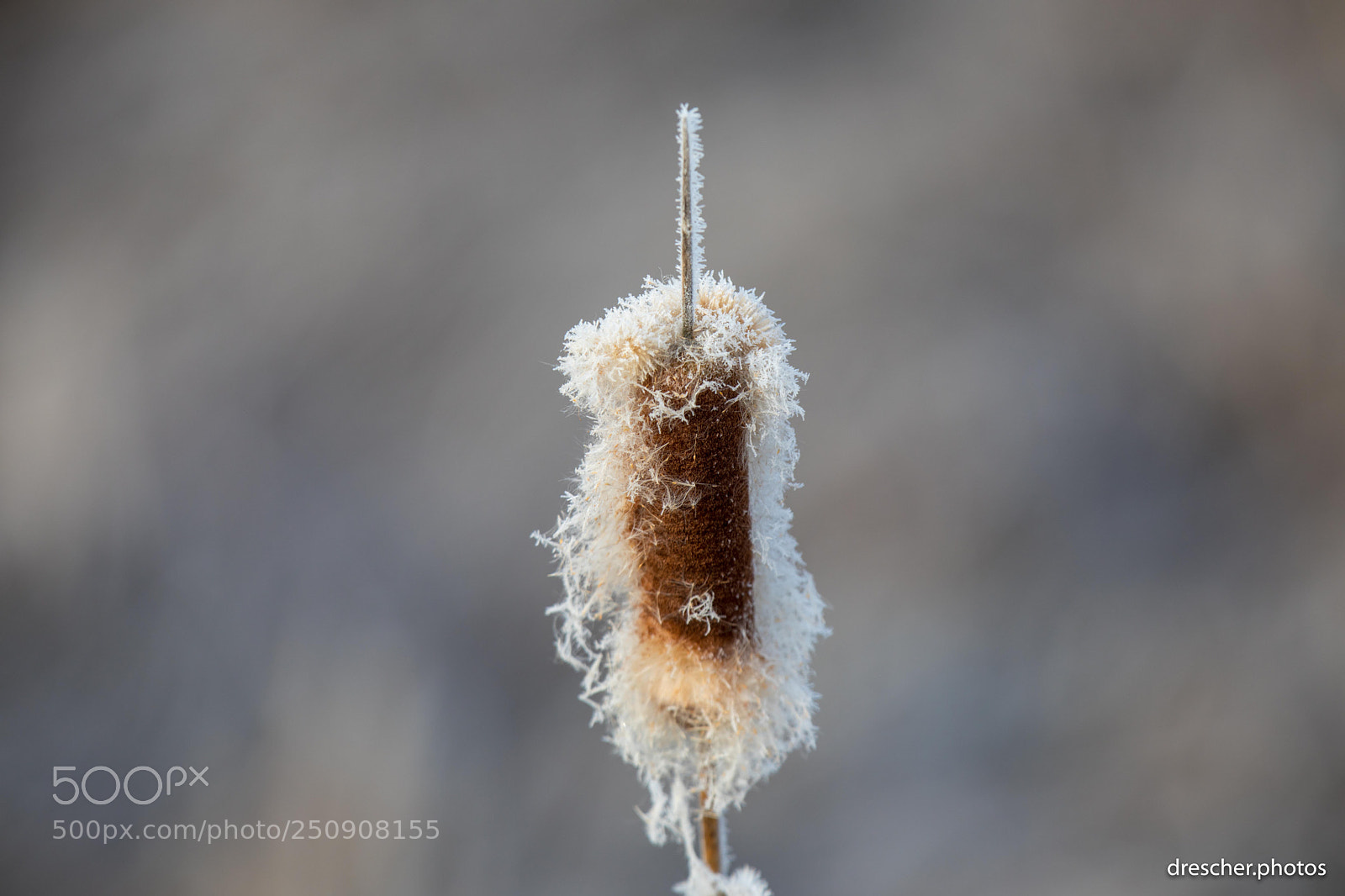 Canon EOS 5D Mark IV sample photo. Federsee, germany photography