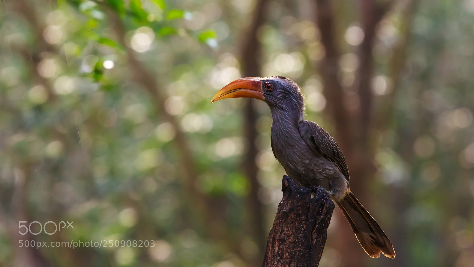 Canon EOS 60D sample photo. "malabar grey hornbill" photography