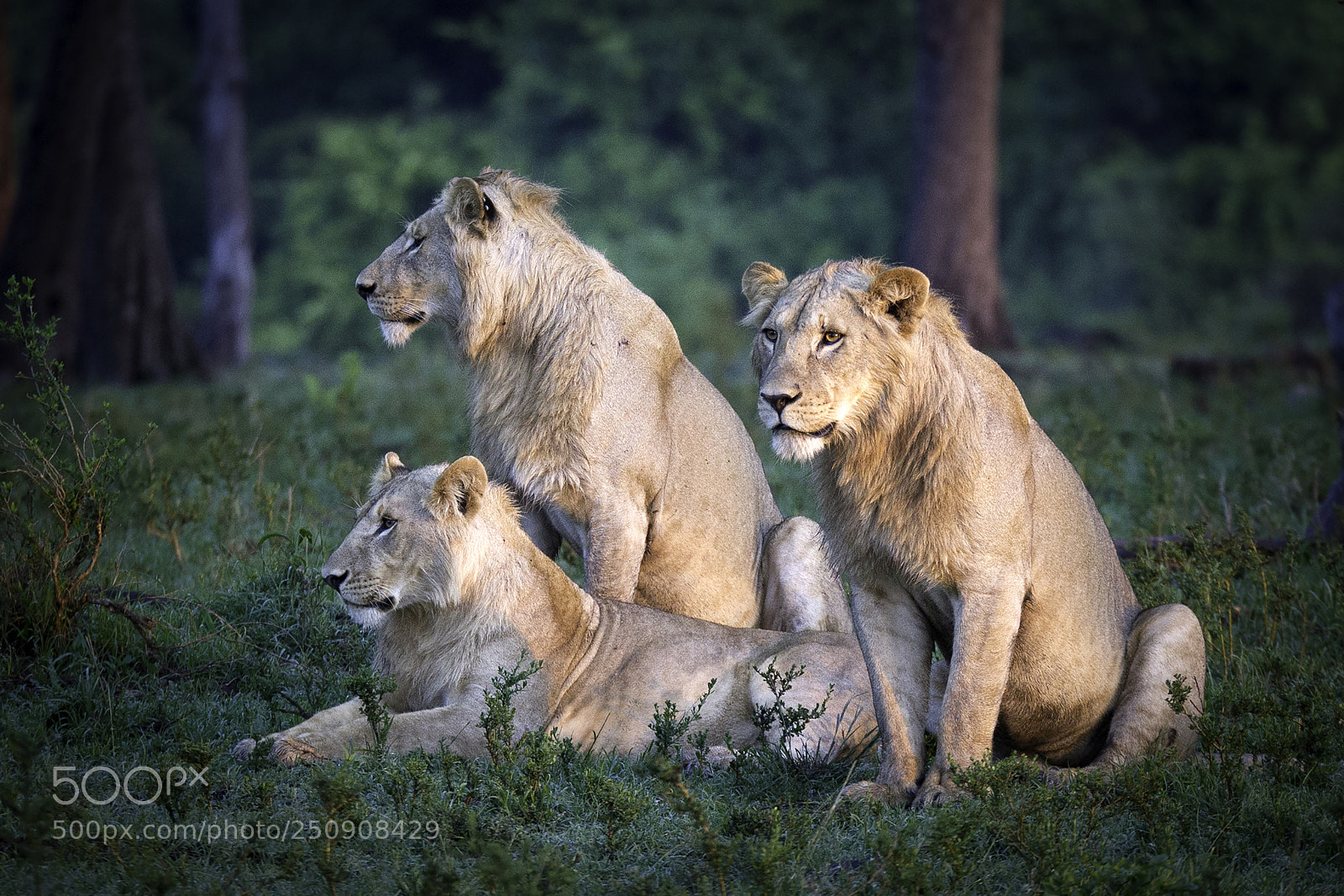 Canon EOS-1D Mark IV sample photo. The three brothers photography