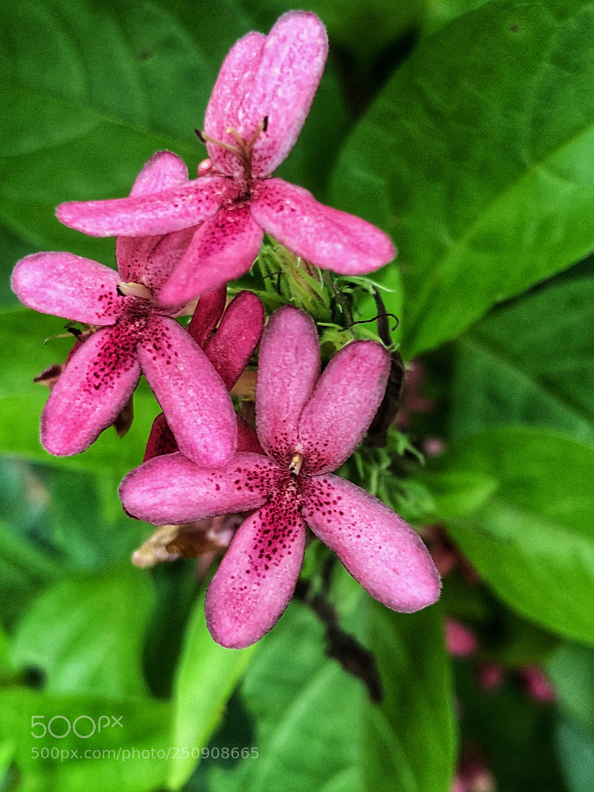 Apple iPhone X sample photo. Three tiny flowers photography
