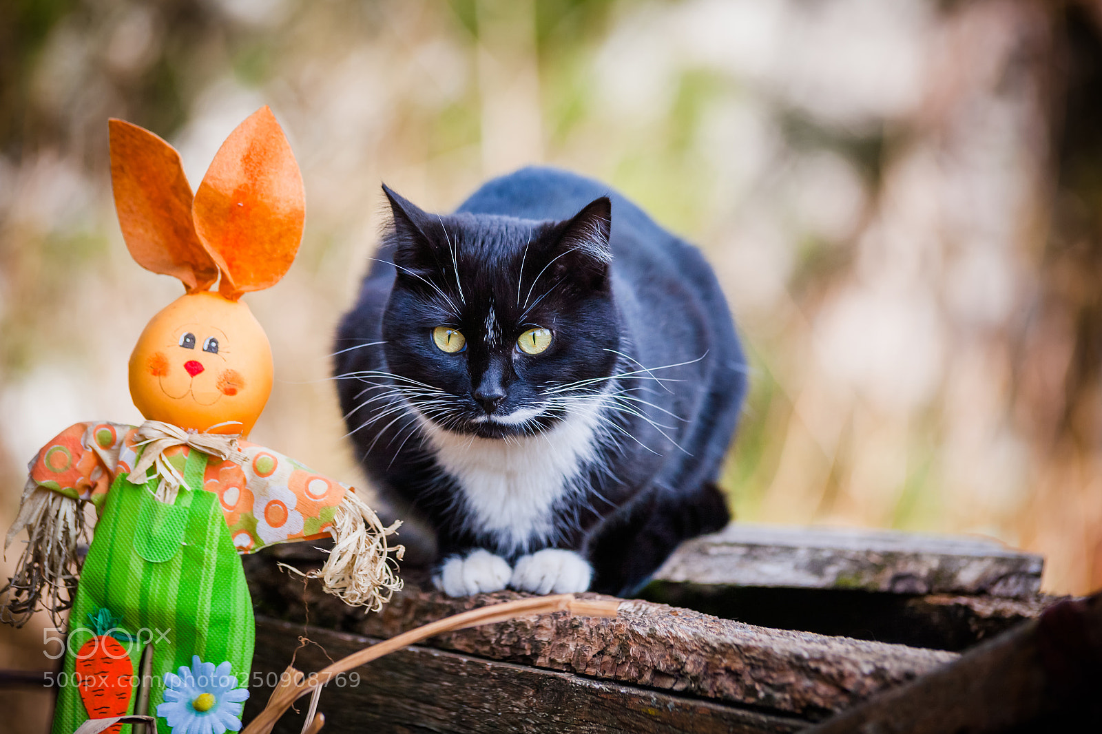 Canon EOS 5D sample photo. A cat and a photography
