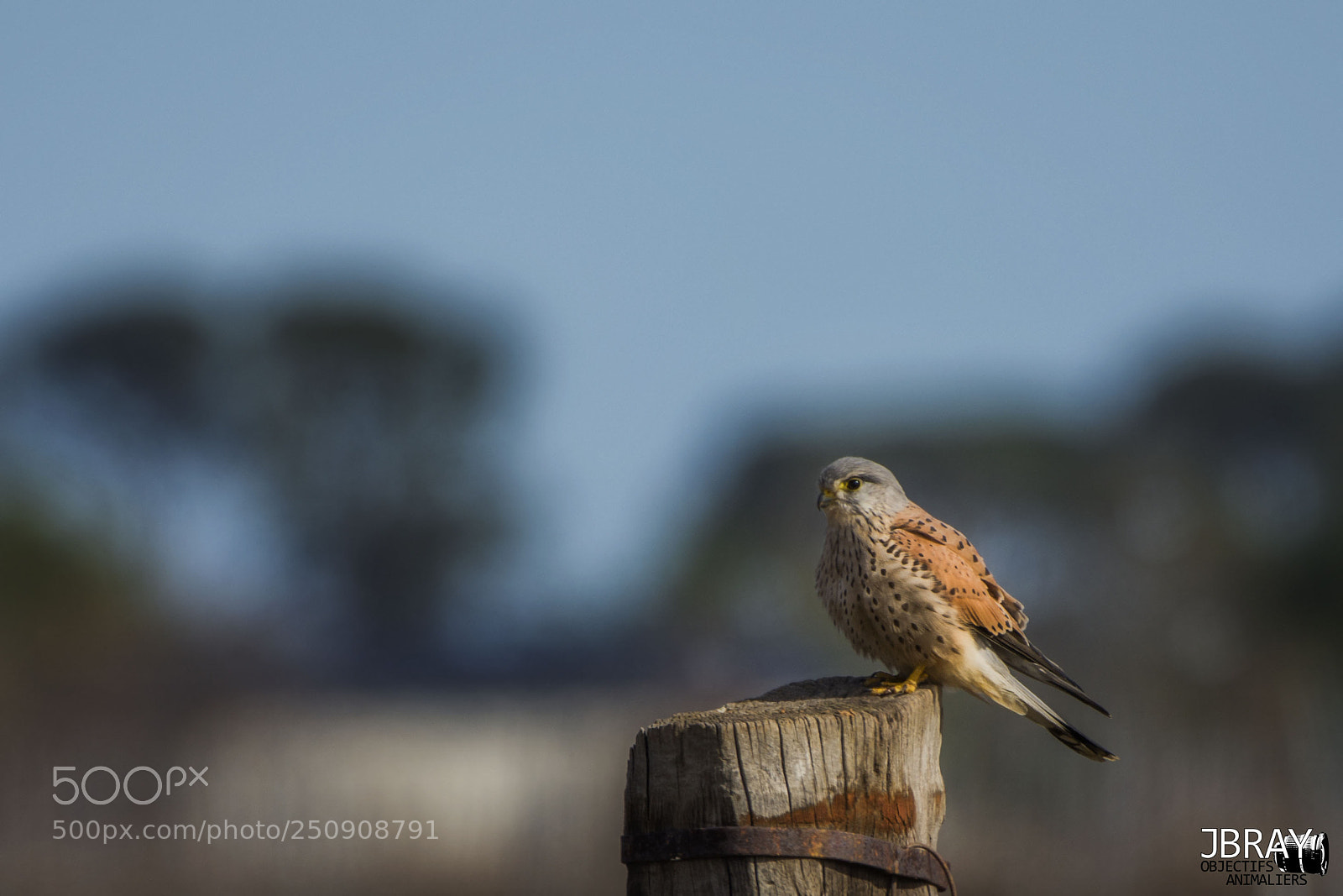 Nikon D7200 sample photo. Common kestrel photography