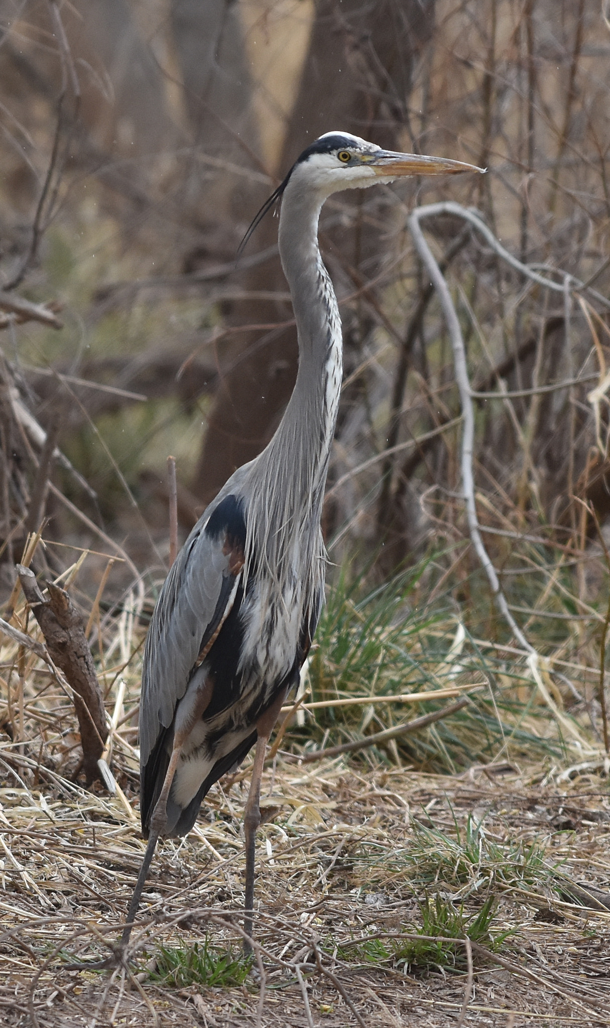 Nikon AF-S Nikkor 70-200mm F4G ED VR sample photo. Standing tall photography