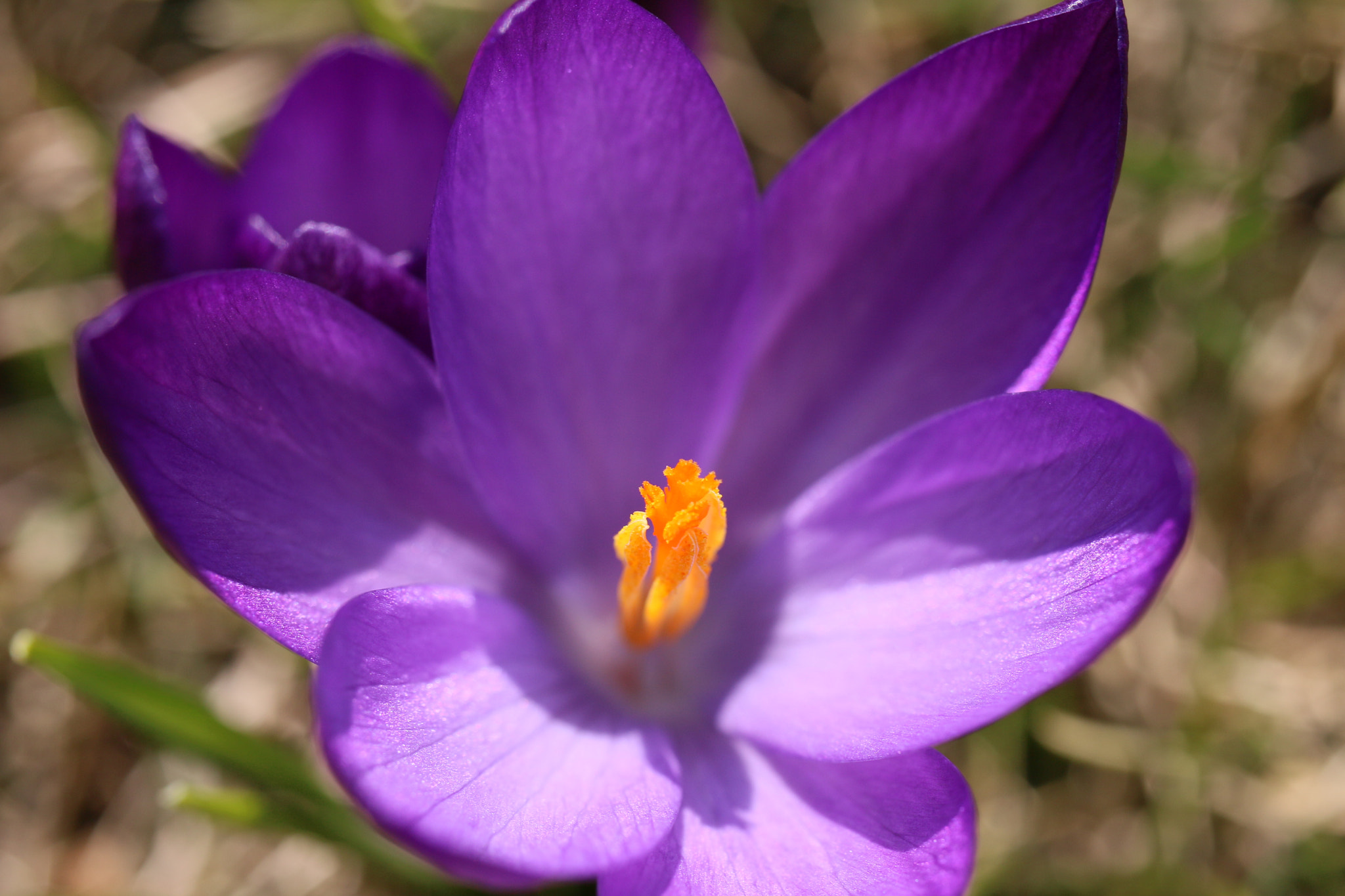 Canon EF-S 35mm F2.8 Macro IS STM sample photo. Spring photography