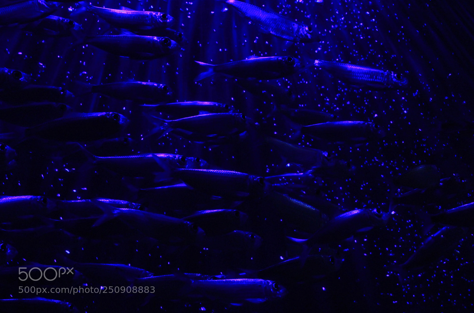 Canon EOS 60D sample photo. Bioluminescence photography