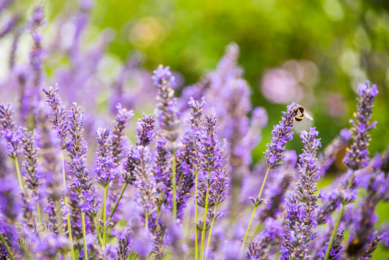 Nikon D810 sample photo. Summer hurry photography