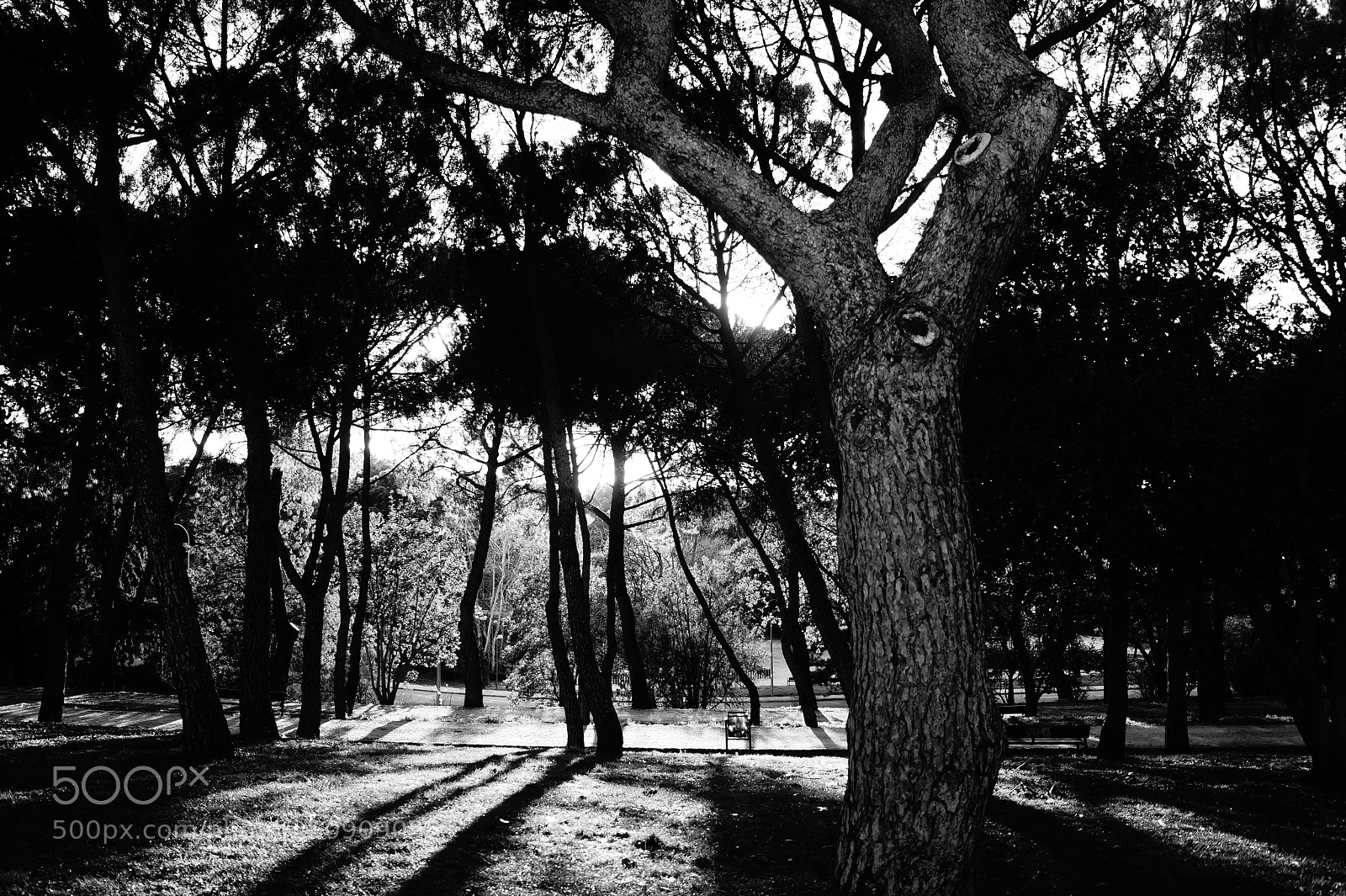 Sony SLT-A58 sample photo. Dehesa 25 photography
