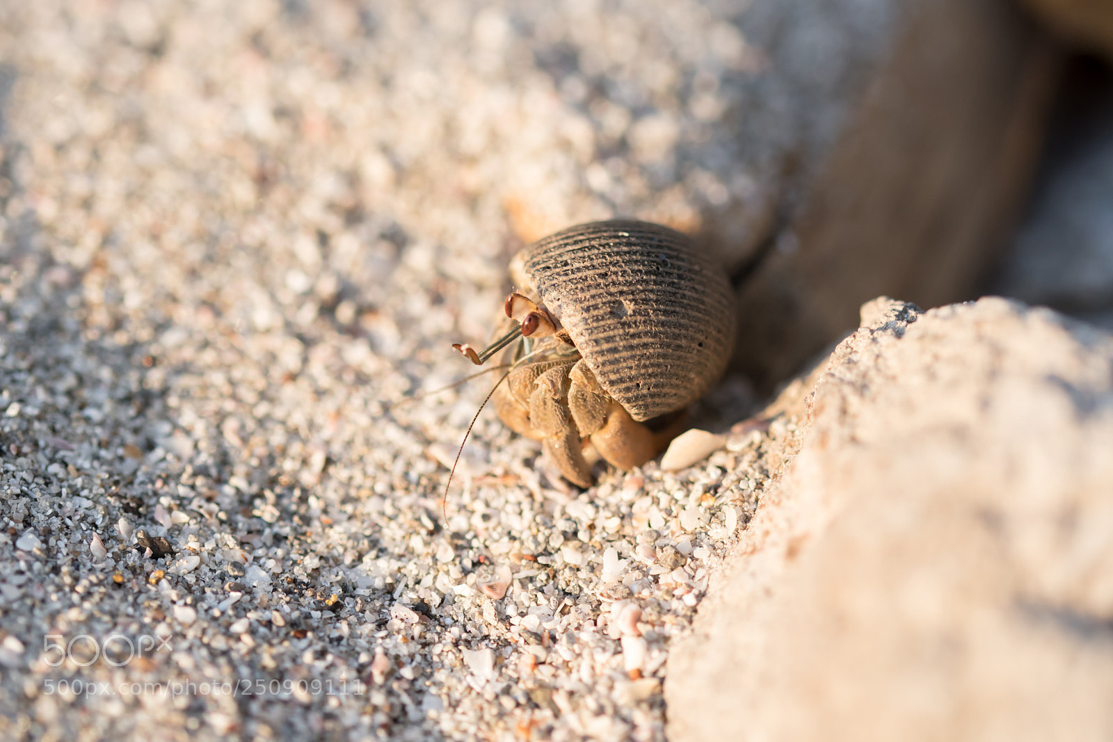 Nikon D500 sample photo. Tomando el sol photography
