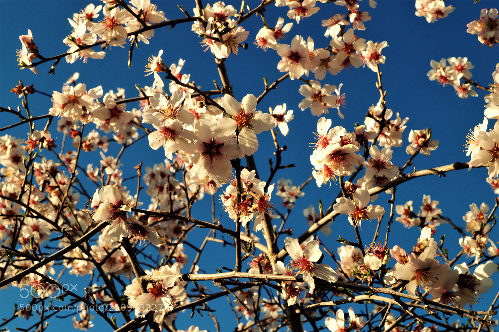 Sony SLT-A58 sample photo. Empieza la primavera photography