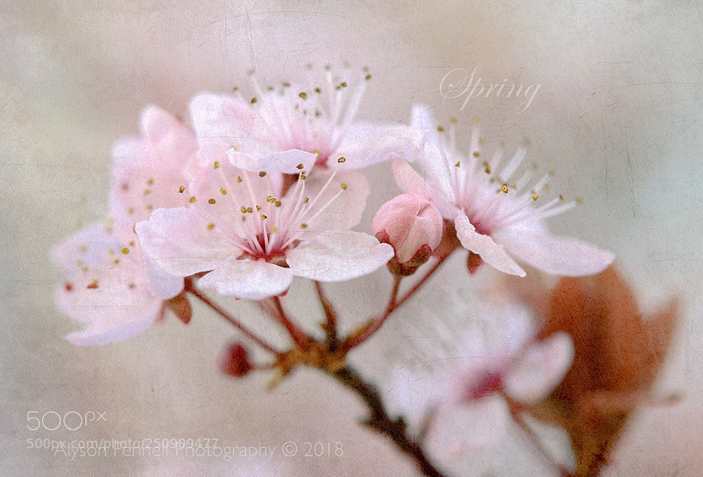 Canon EOS 7D Mark II sample photo. First spring blossom photography