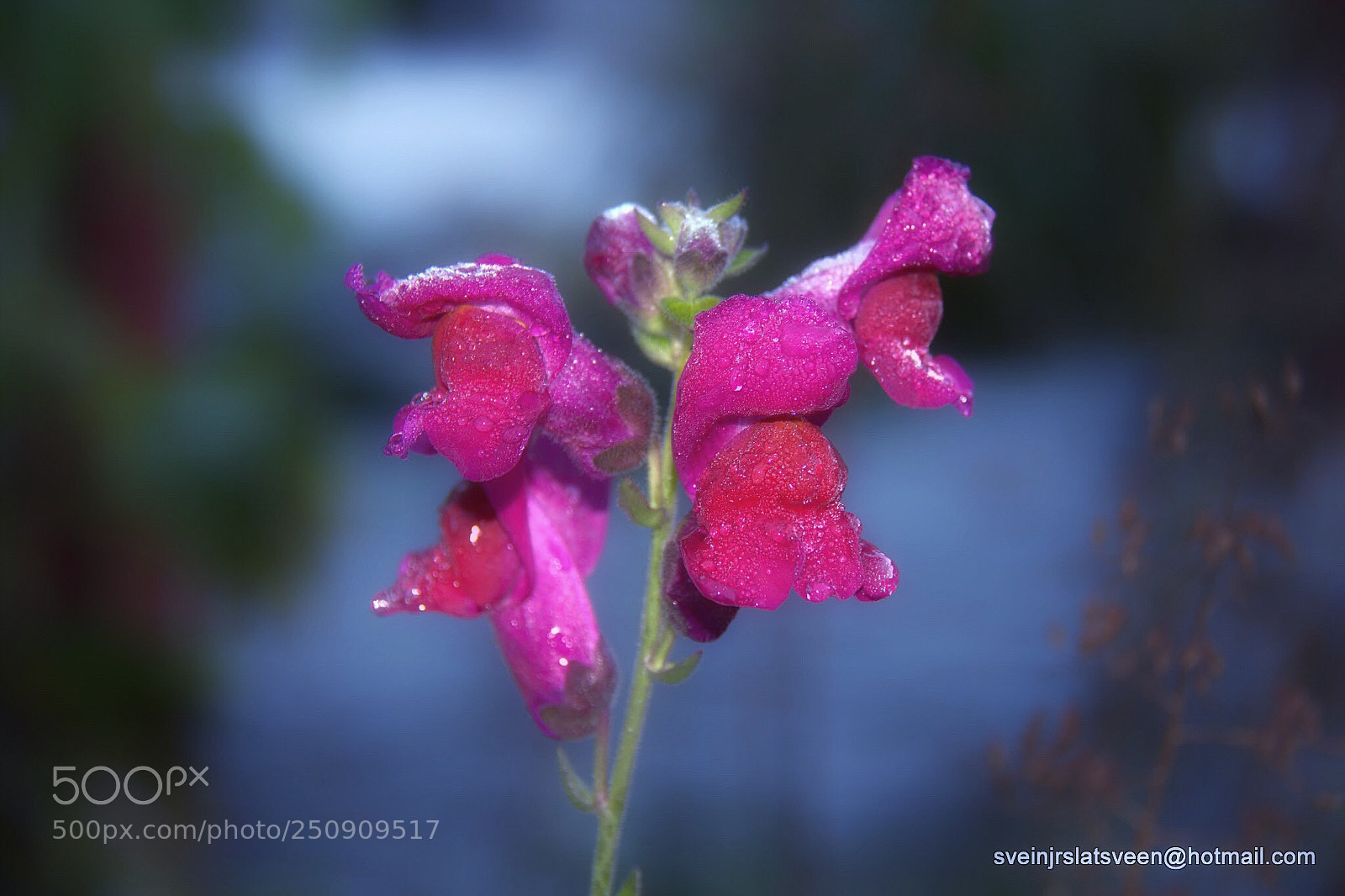 Canon EOS 60D sample photo. Frozen beauty photography