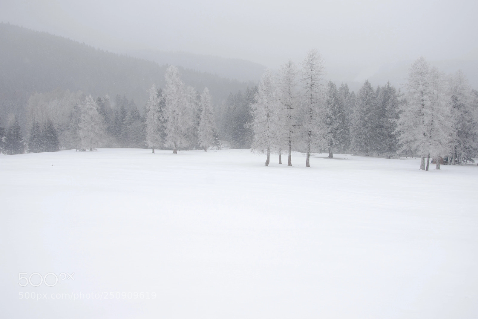 Nikon D7200 sample photo. Into the snow photography
