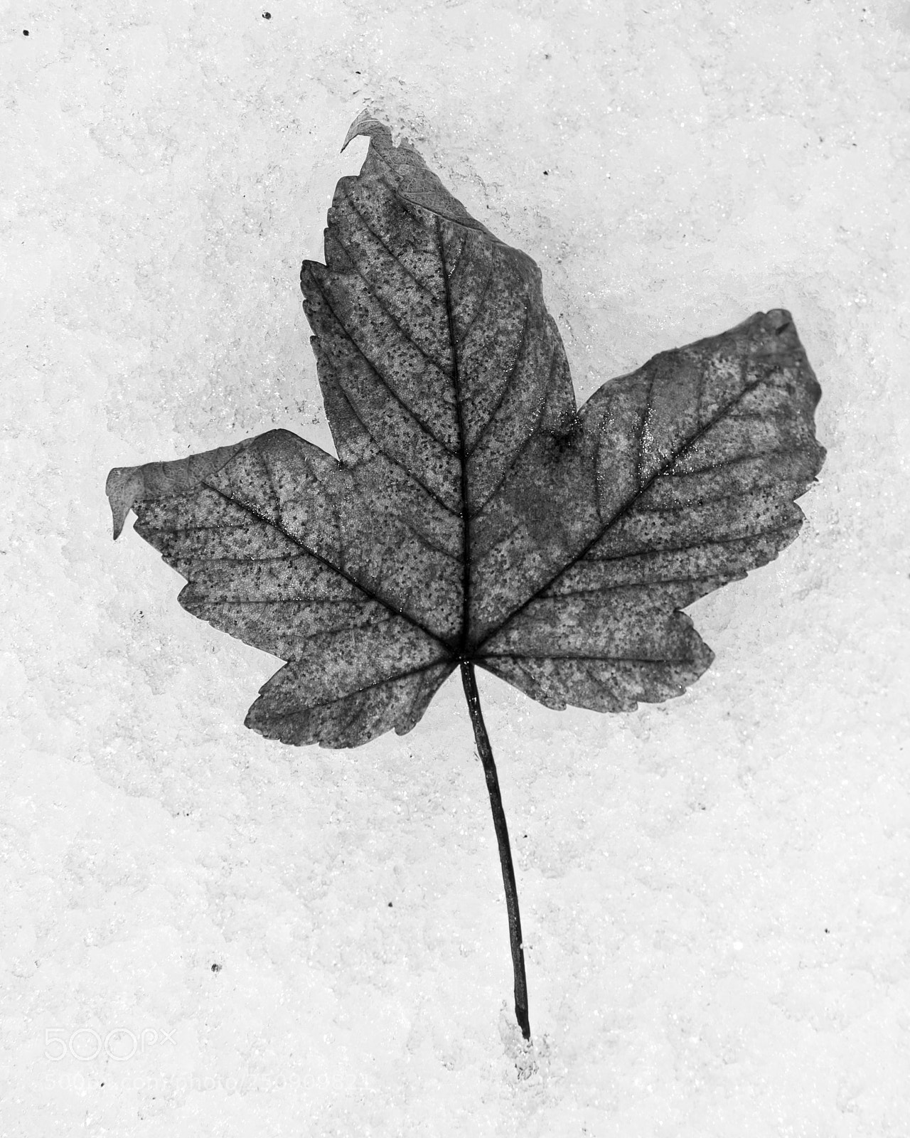 Pentax K-3 sample photo. Leaf photography