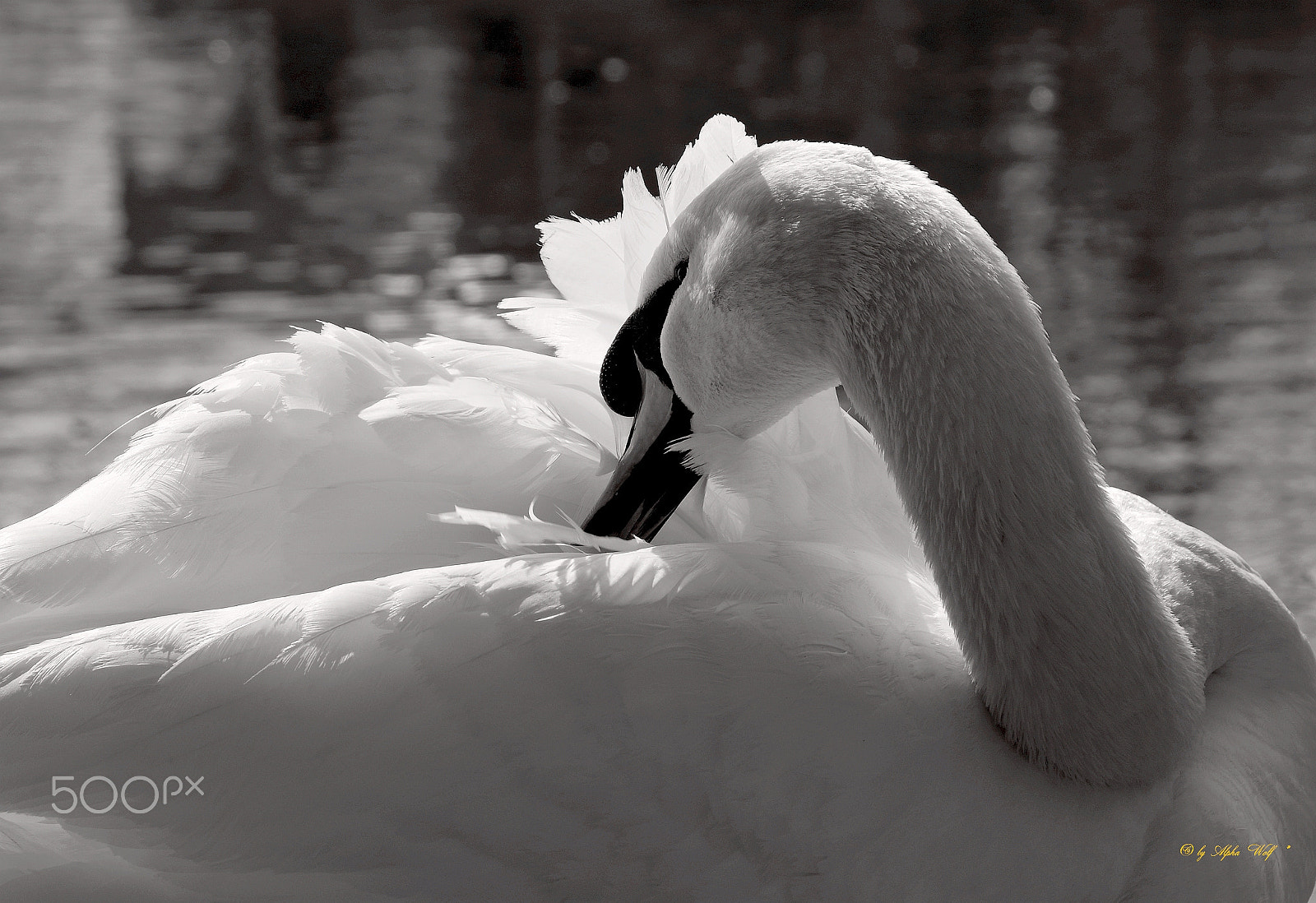 Pentax K-1 sample photo. Swan photography
