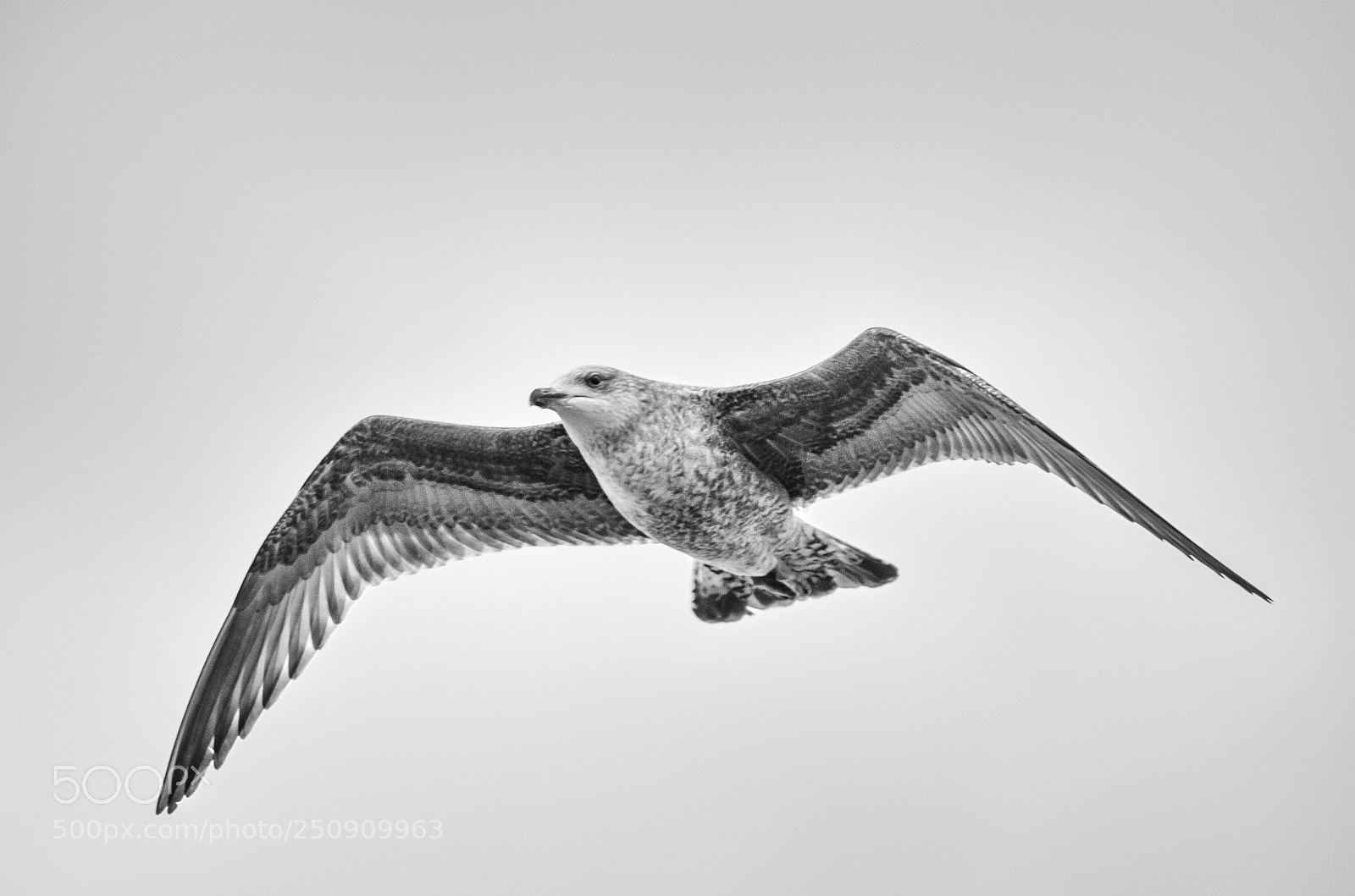 Nikon D7000 sample photo. Gull photography