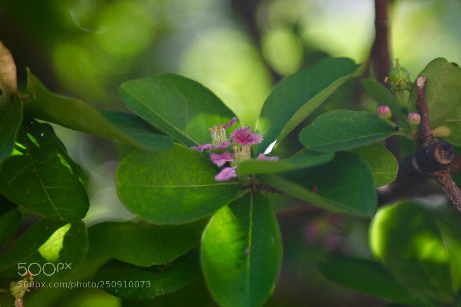 Canon EOS 750D (EOS Rebel T6i / EOS Kiss X8i) sample photo. Untitled photography