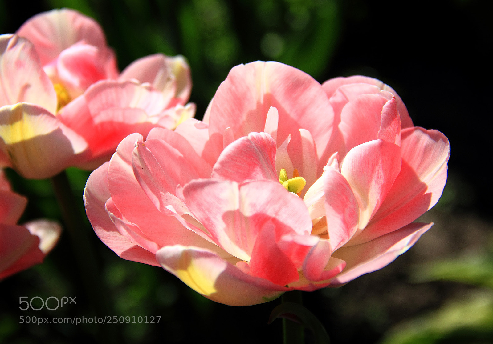 Canon EOS 550D (EOS Rebel T2i / EOS Kiss X4) sample photo. Spring tulip photography