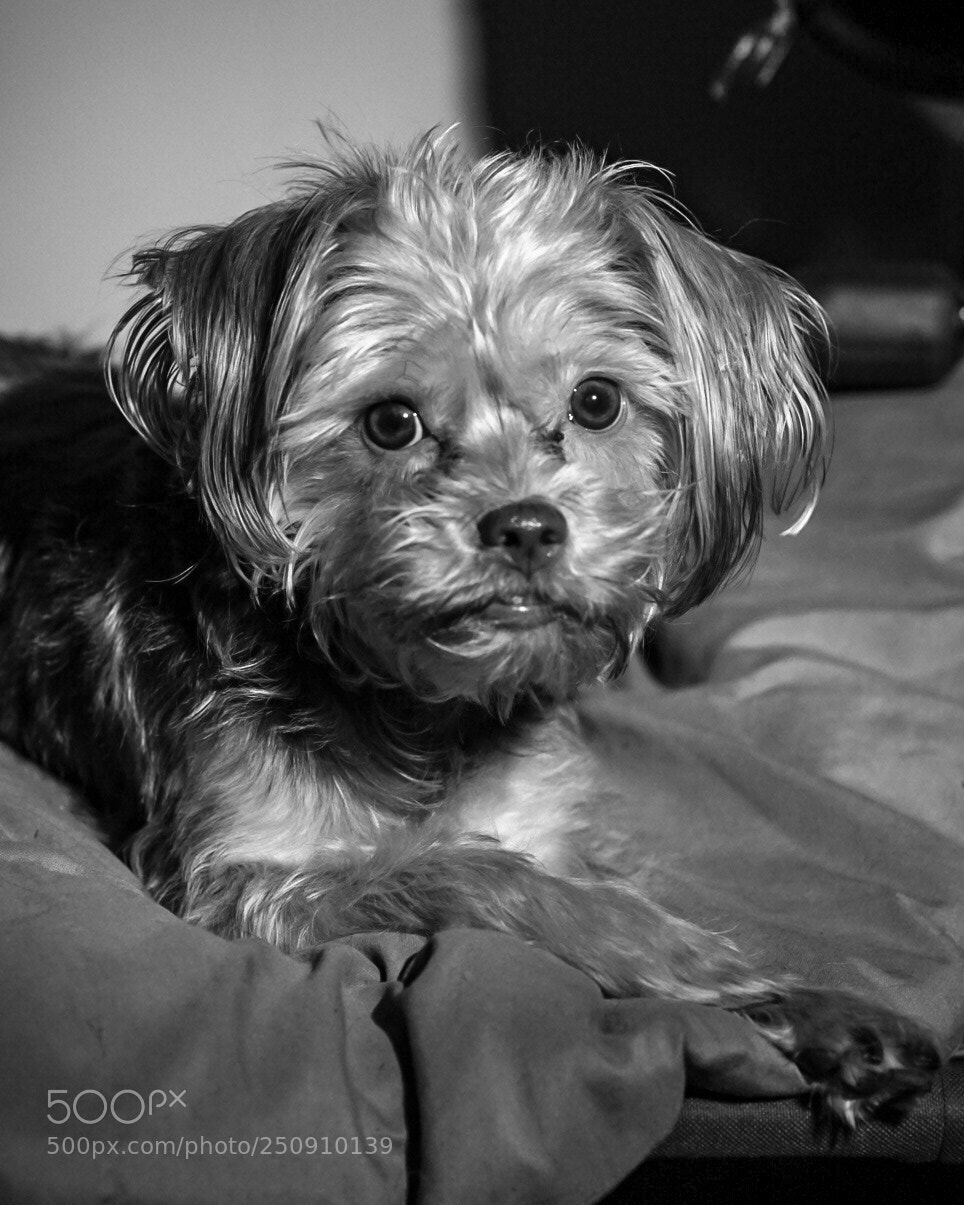 Sony ILCA-77M2 sample photo. Ziva..... photography