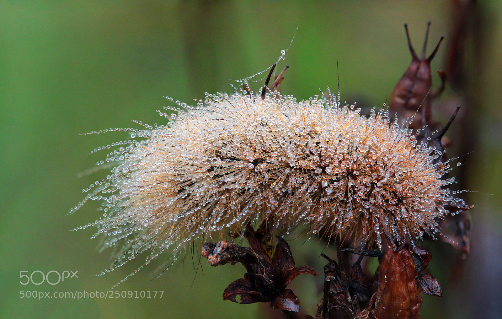 Canon EOS 40D sample photo. Caterpillar photography