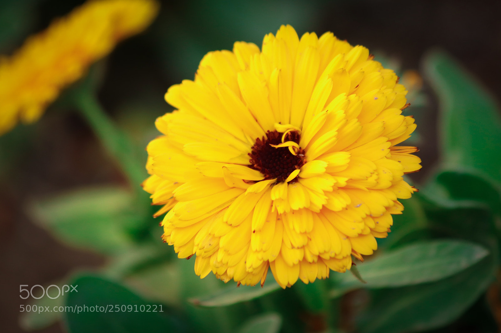 Canon EOS 77D (EOS 9000D / EOS 770D) sample photo. Flwr01 photography