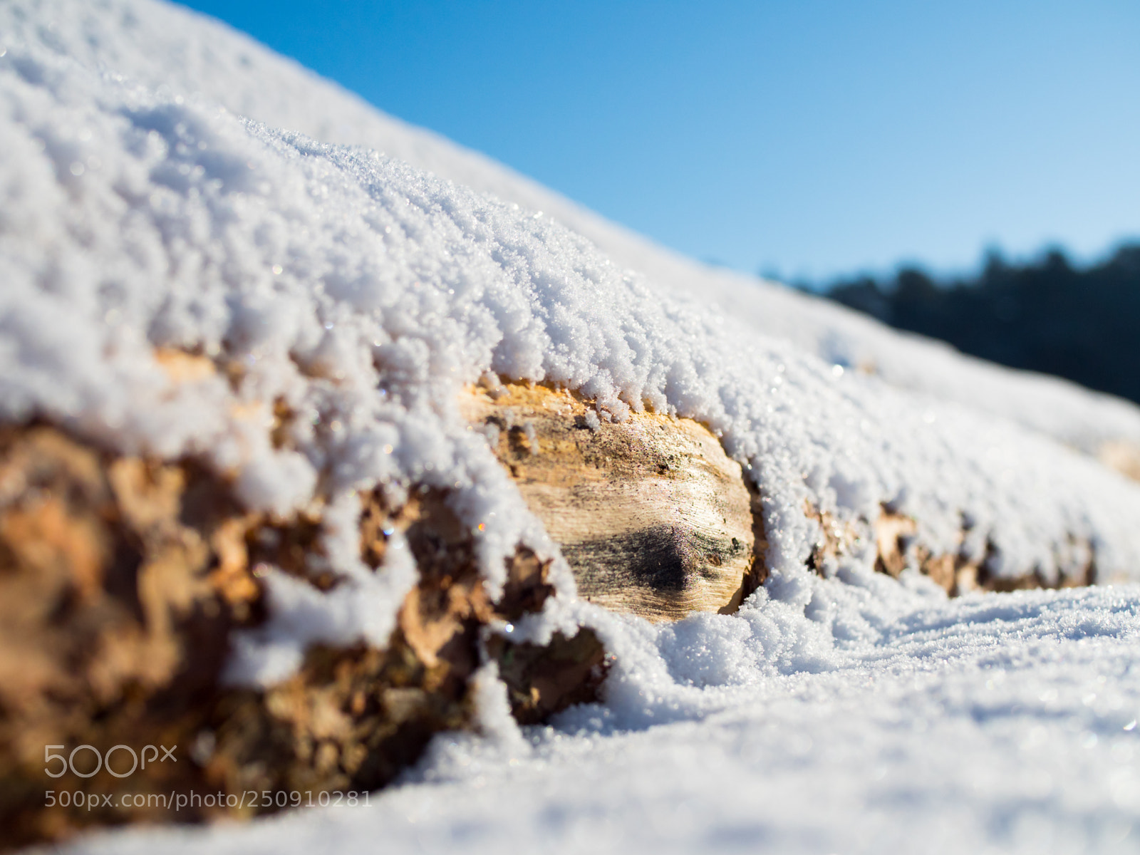Olympus OM-D E-M5 II sample photo. Icy wood photography
