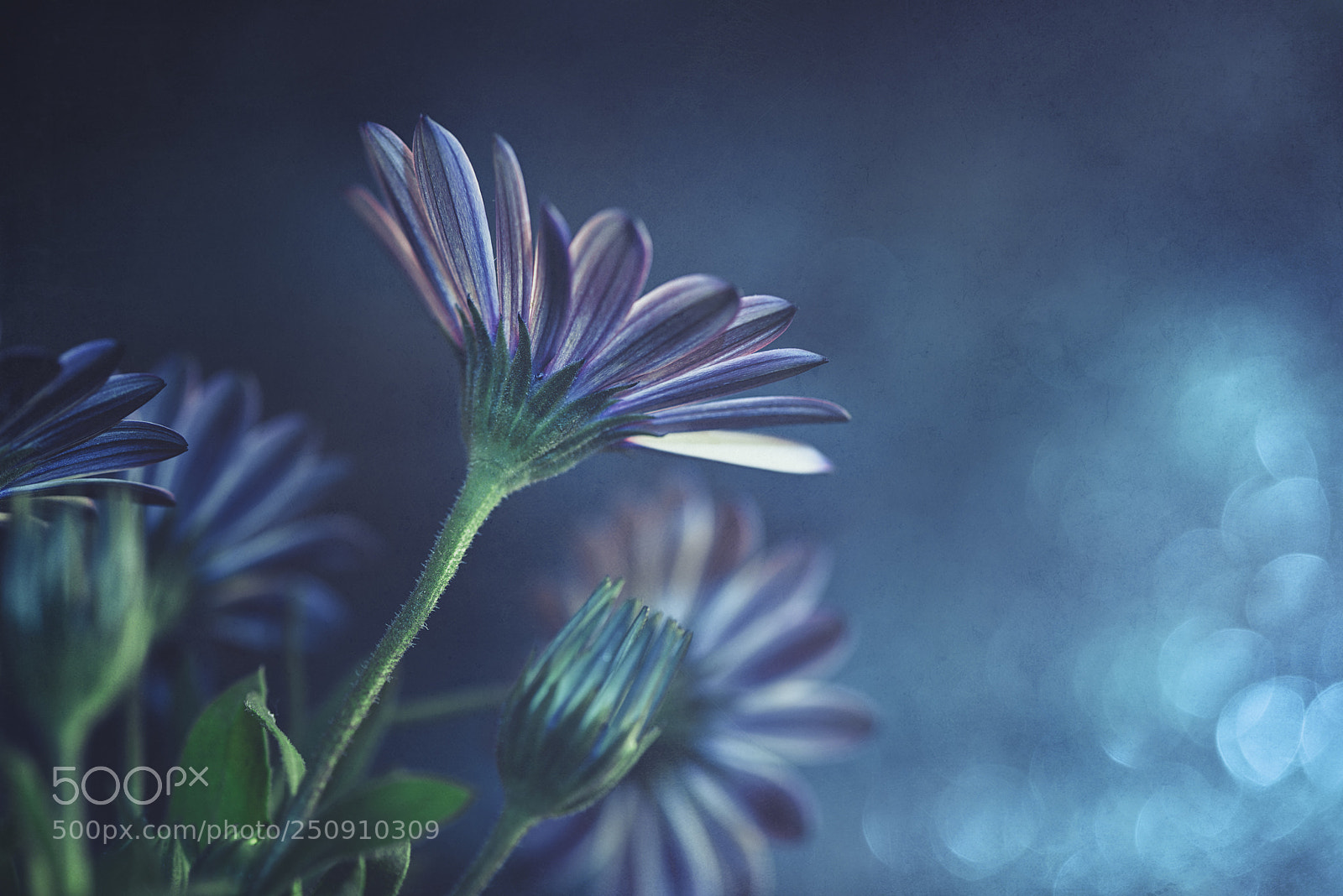 Nikon D600 sample photo. Blue dream photography