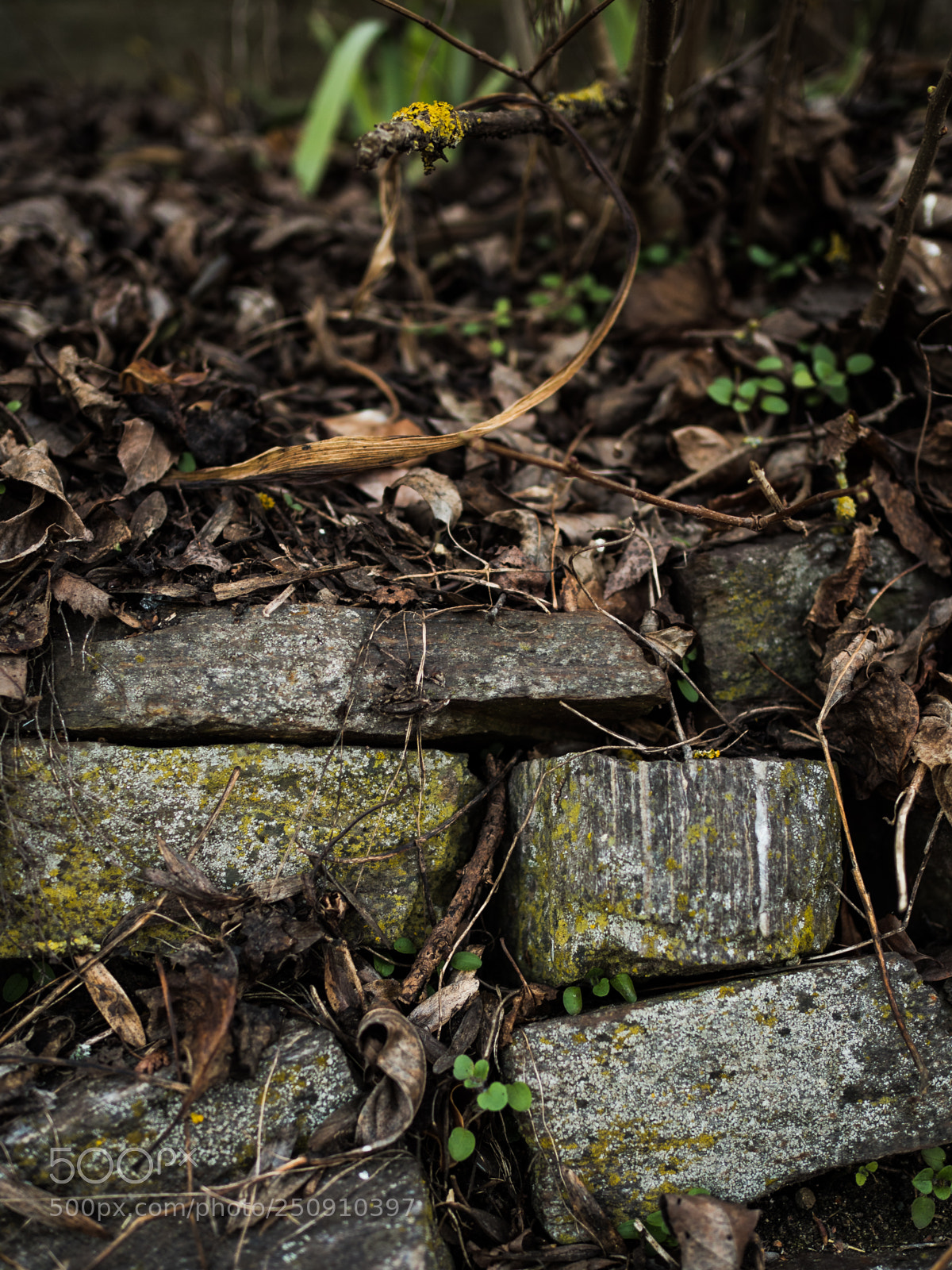 Olympus OM-D E-M5 II sample photo. Autumn stones photography