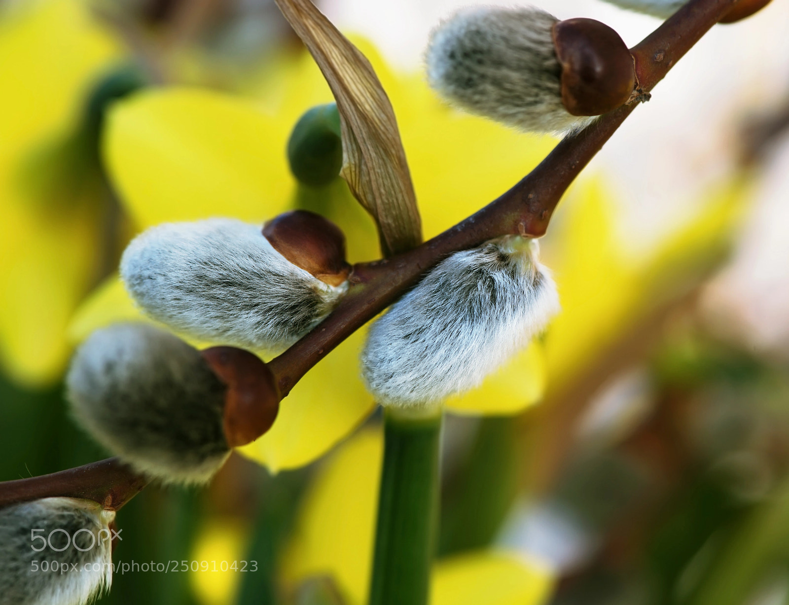 Nikon D800 sample photo. This is it. photography
