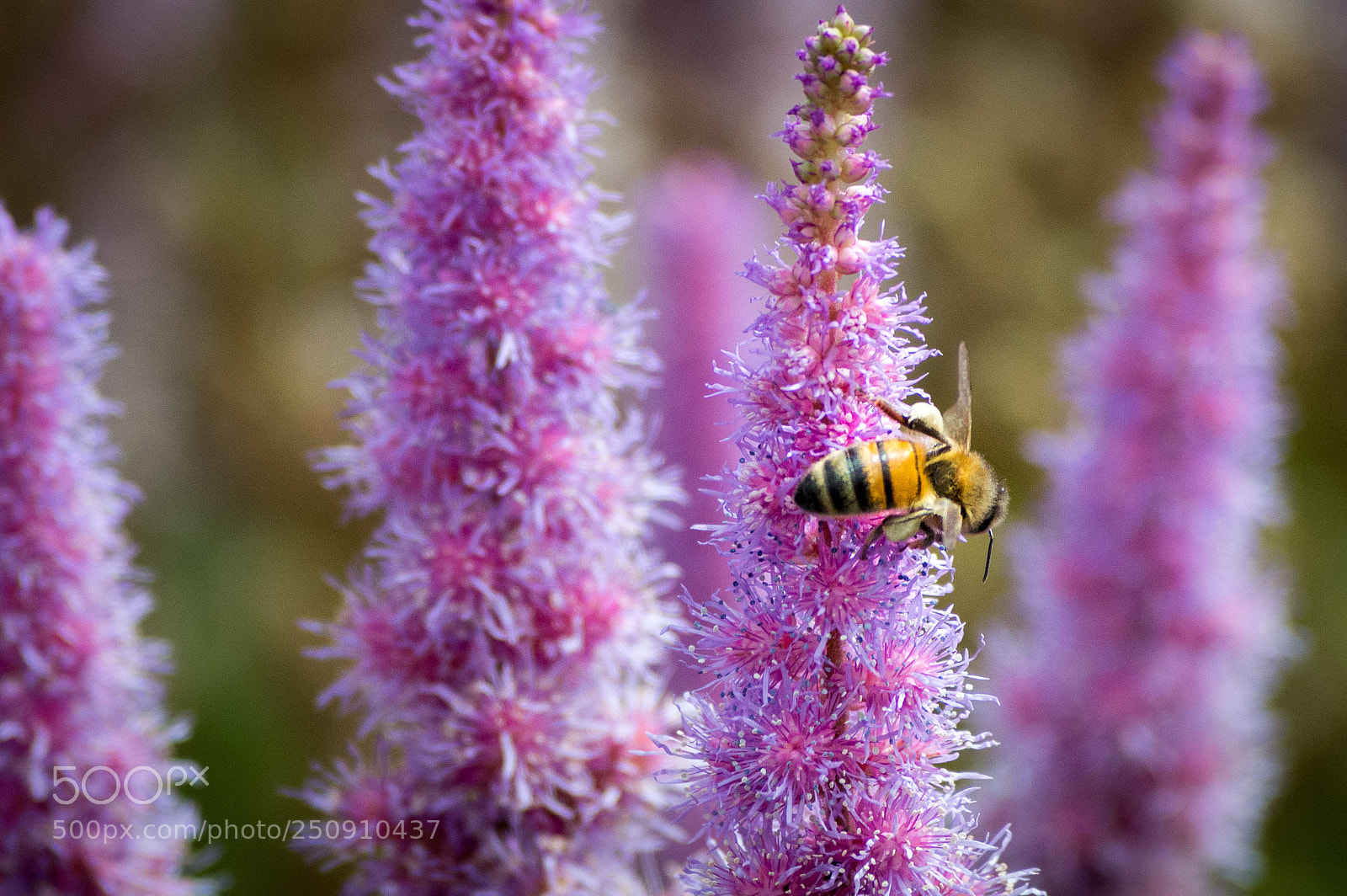 Nikon D3200 sample photo. Wasp on flower photography