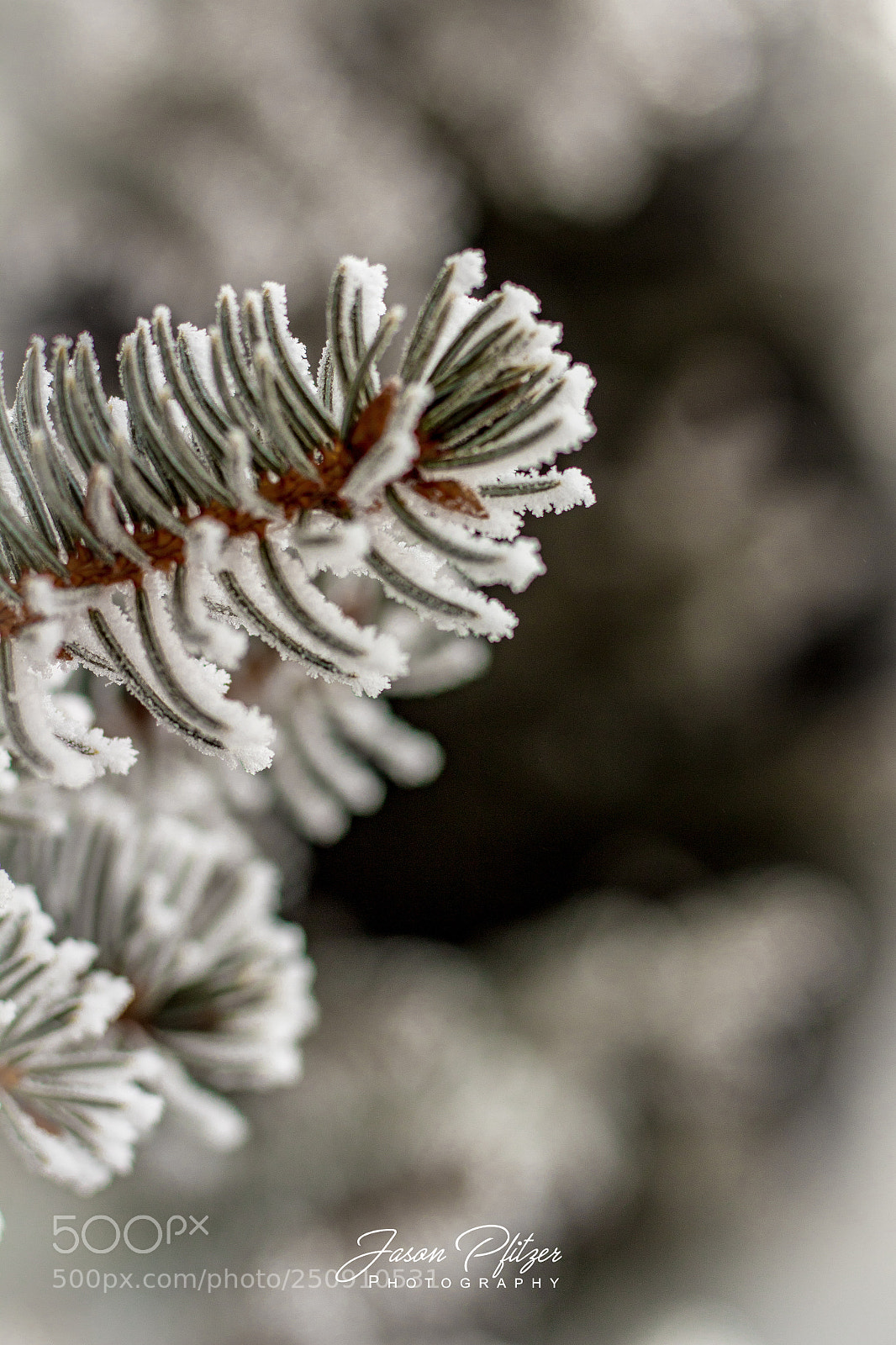 Canon EOS 1300D (EOS Rebel T6 / EOS Kiss X80) sample photo. Pine branch photography