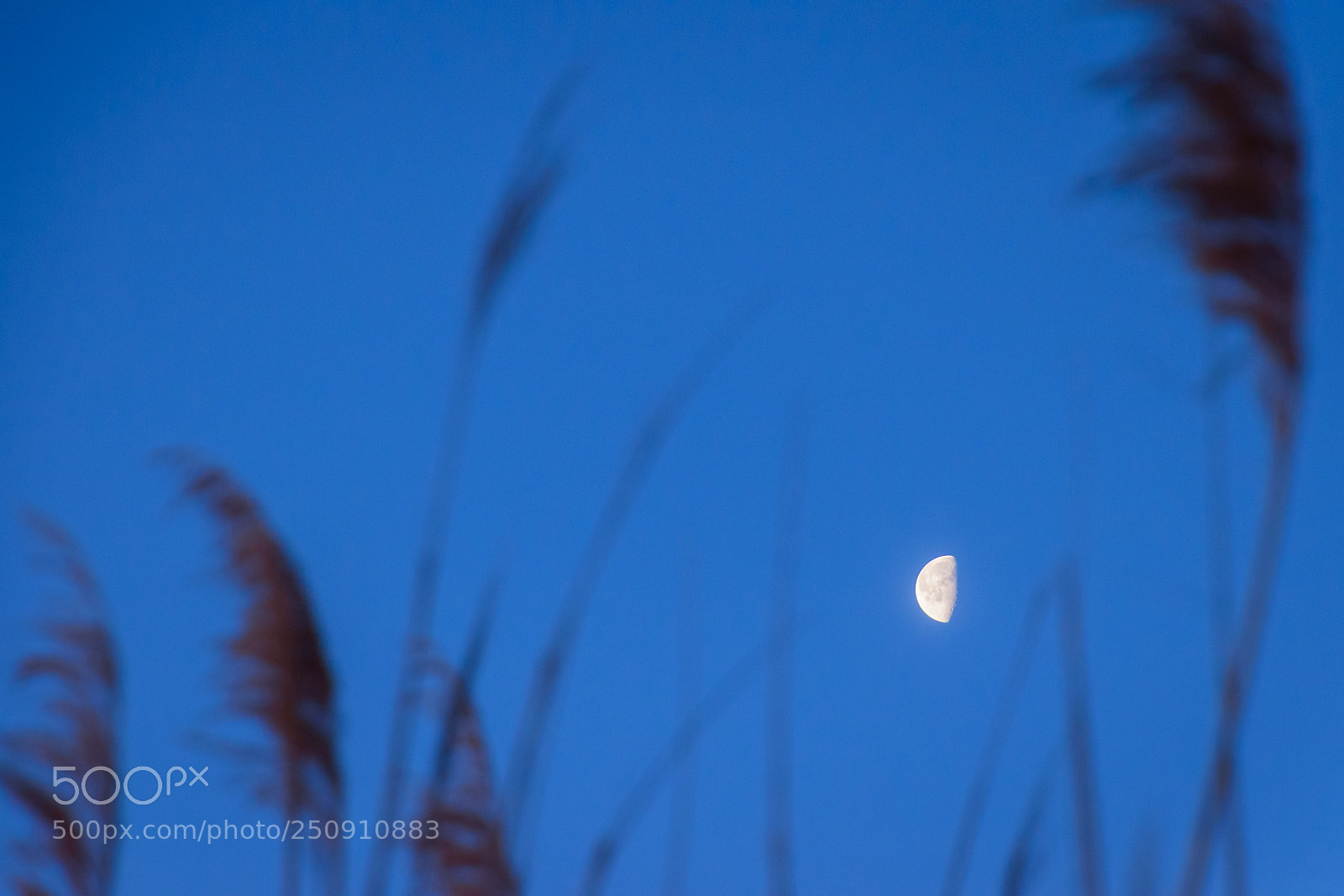 Nikon D5500 sample photo. Early morning moon photography
