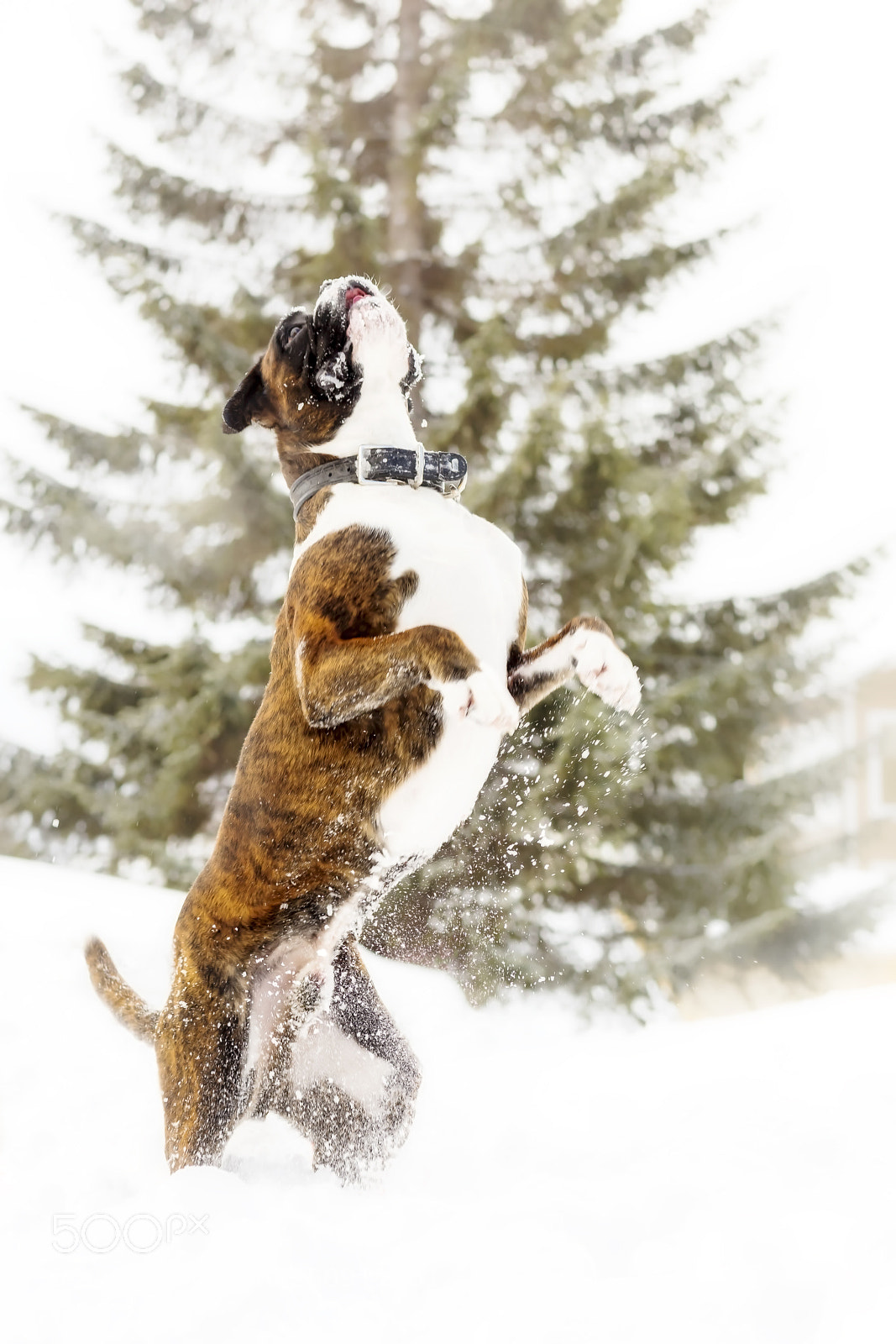 Canon EOS 5DS R sample photo. Playing in the snow photography