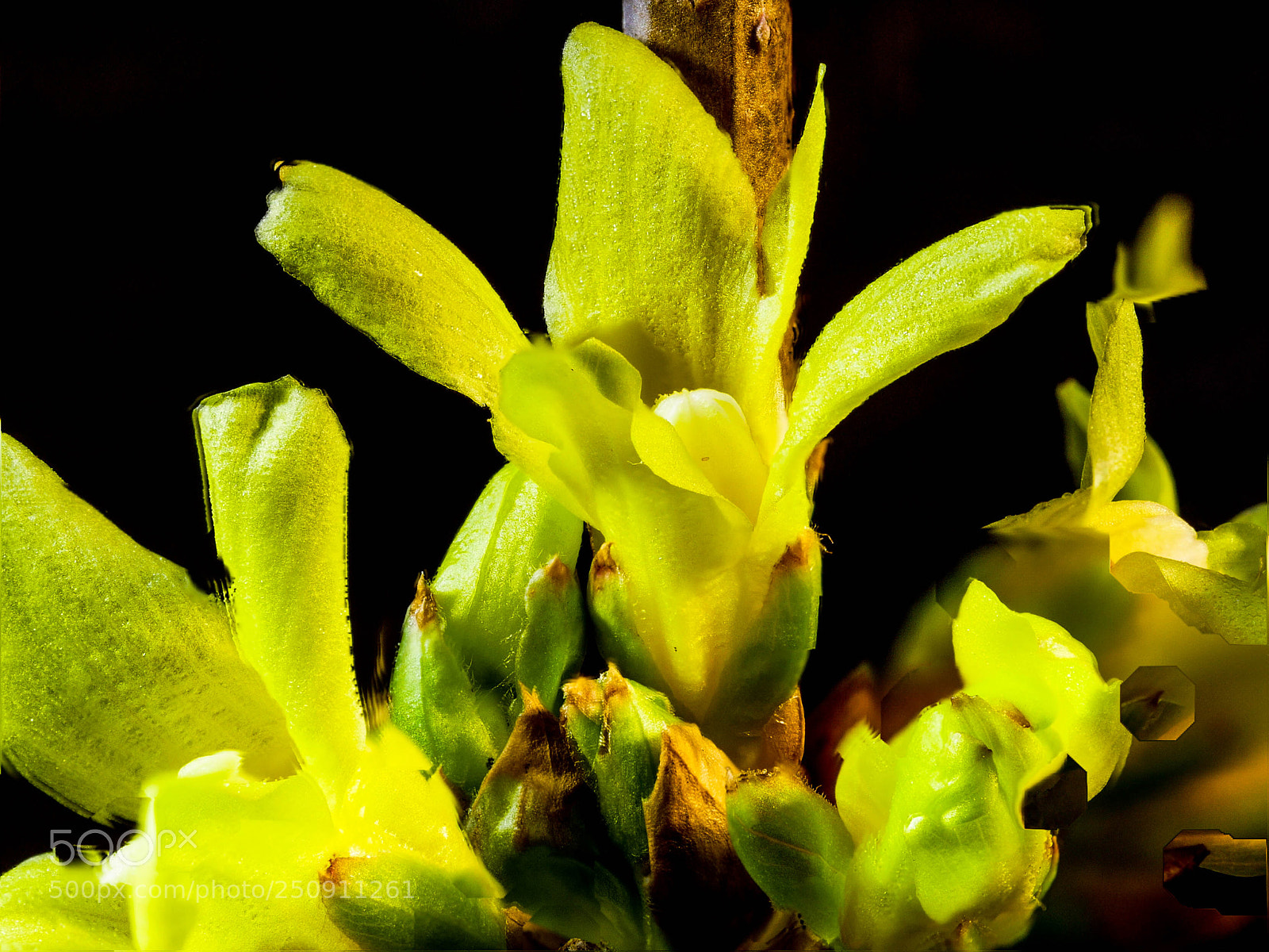 Panasonic DMC-G81 sample photo. Forsythien photography