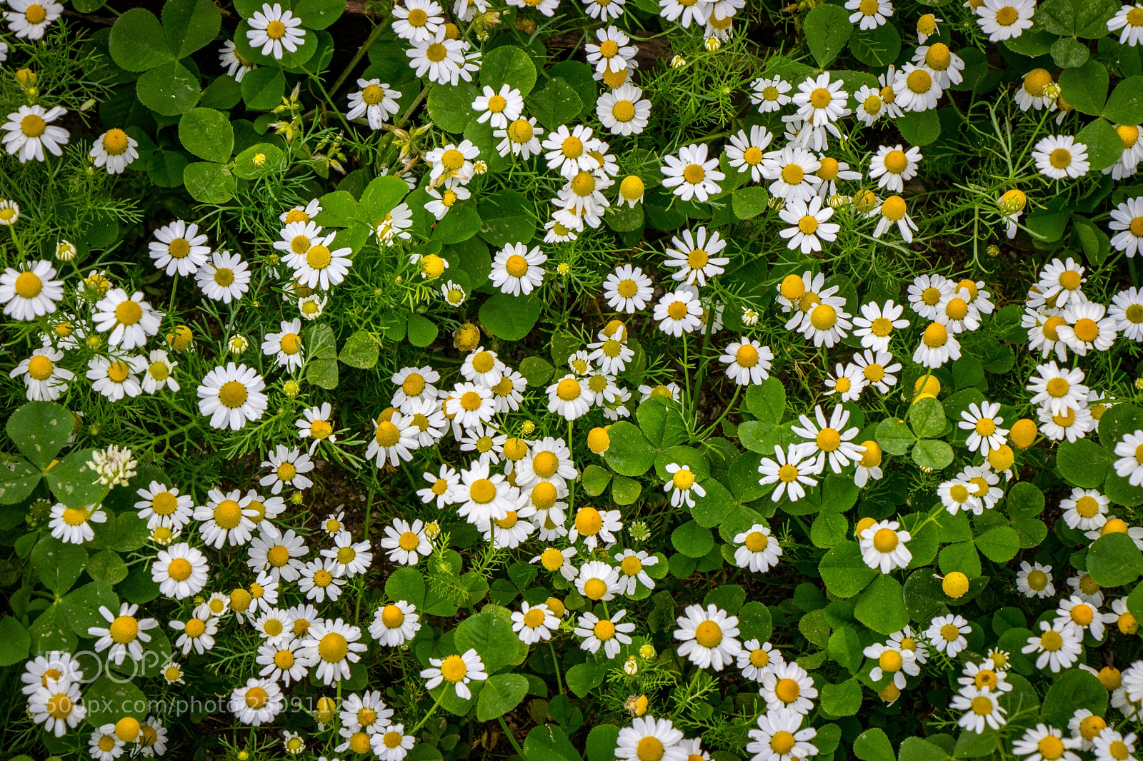 Canon EOS 80D sample photo. Daisy photo photography