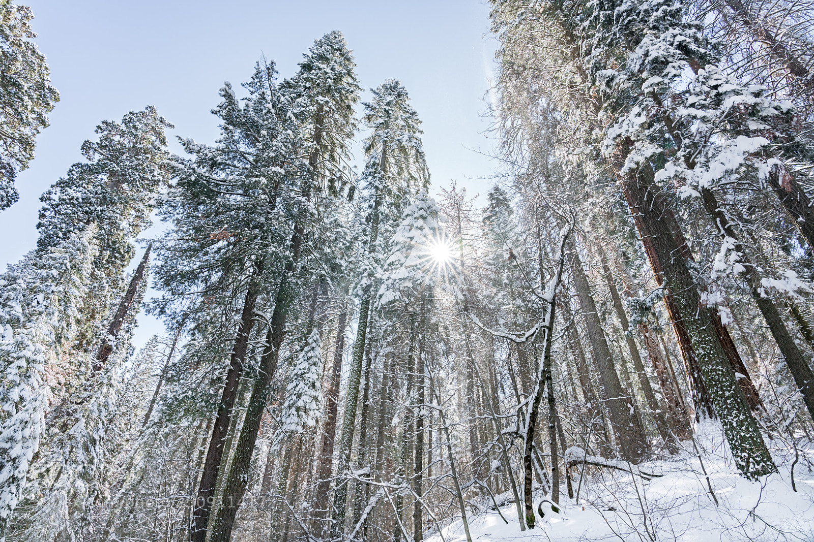 Sony a7R II sample photo. Snowy forest photography